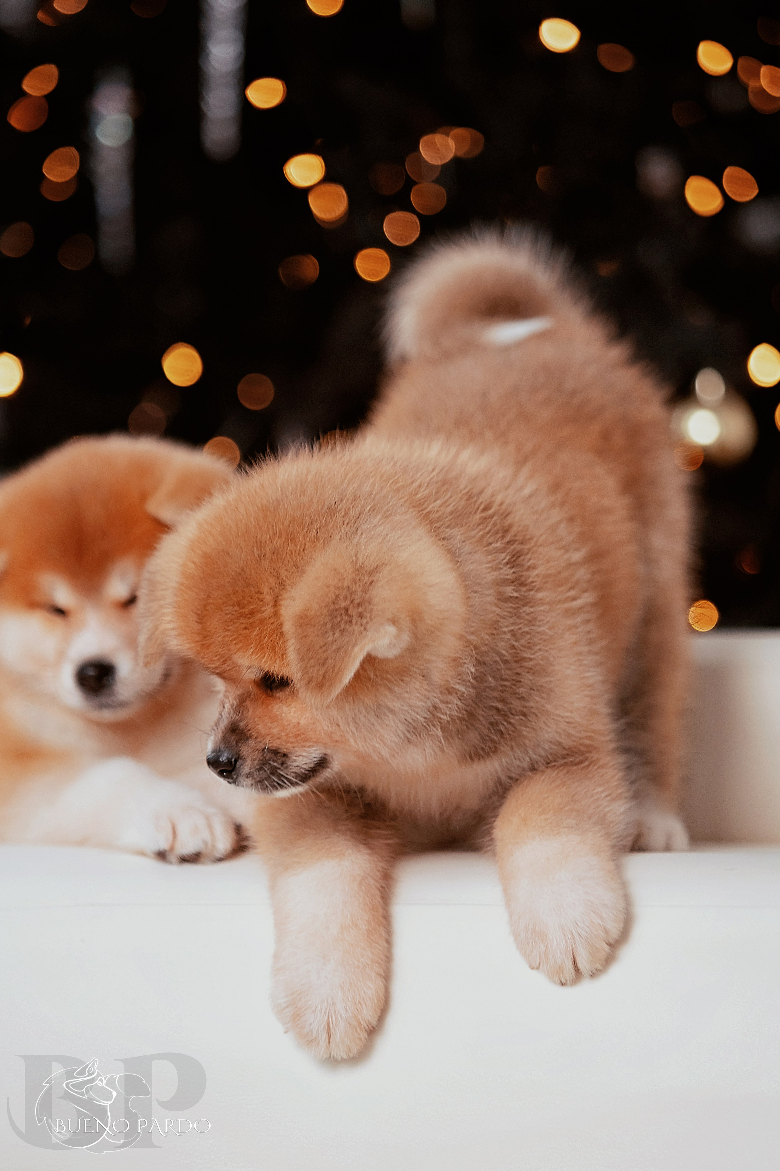 Щенки японской акита ину из питомника. Питомник собак Акита, Хаски, Корги