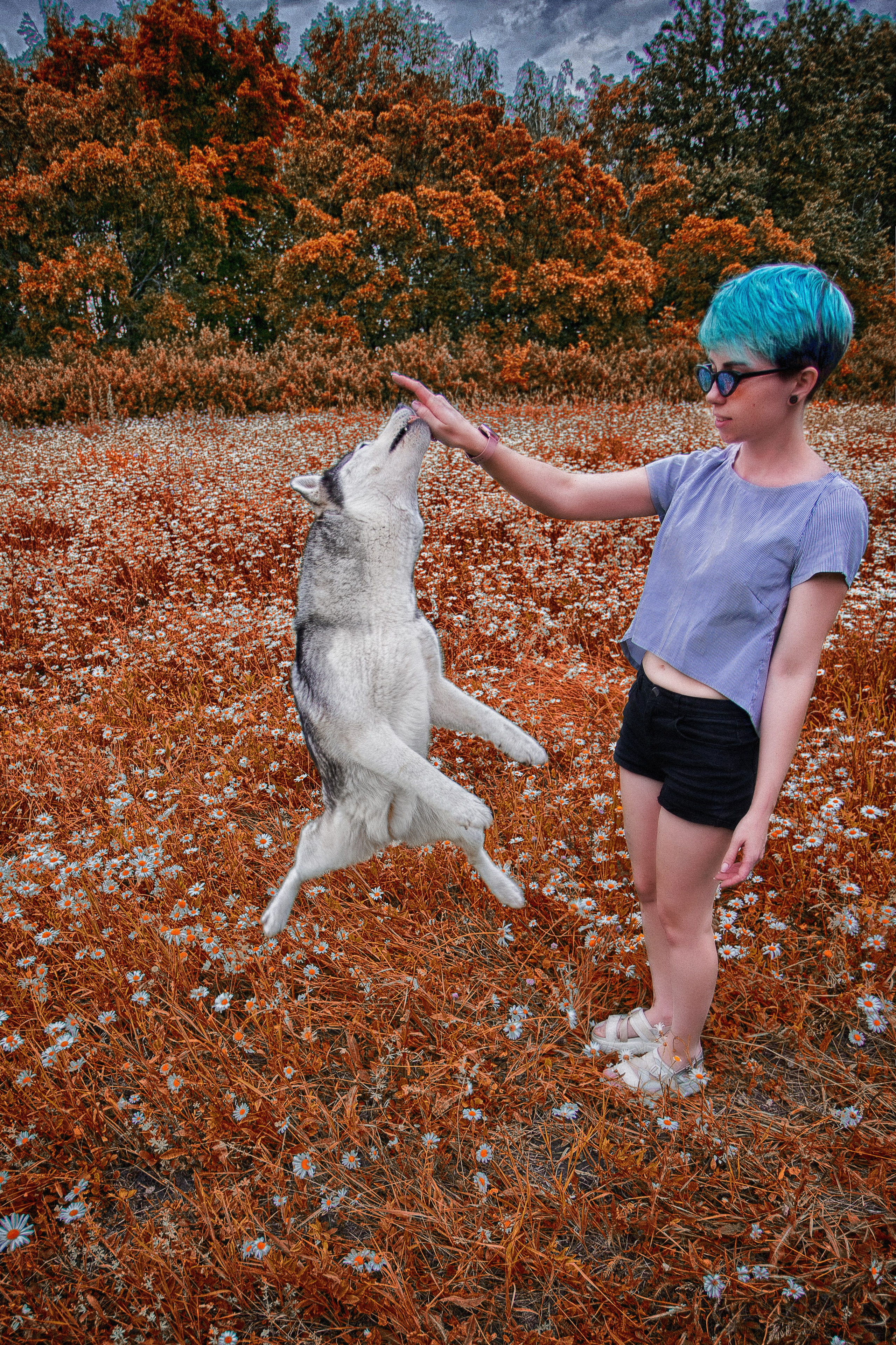 Собаки питомника Bueno Pardo. Питомник собак Акита, Хаски, Корги