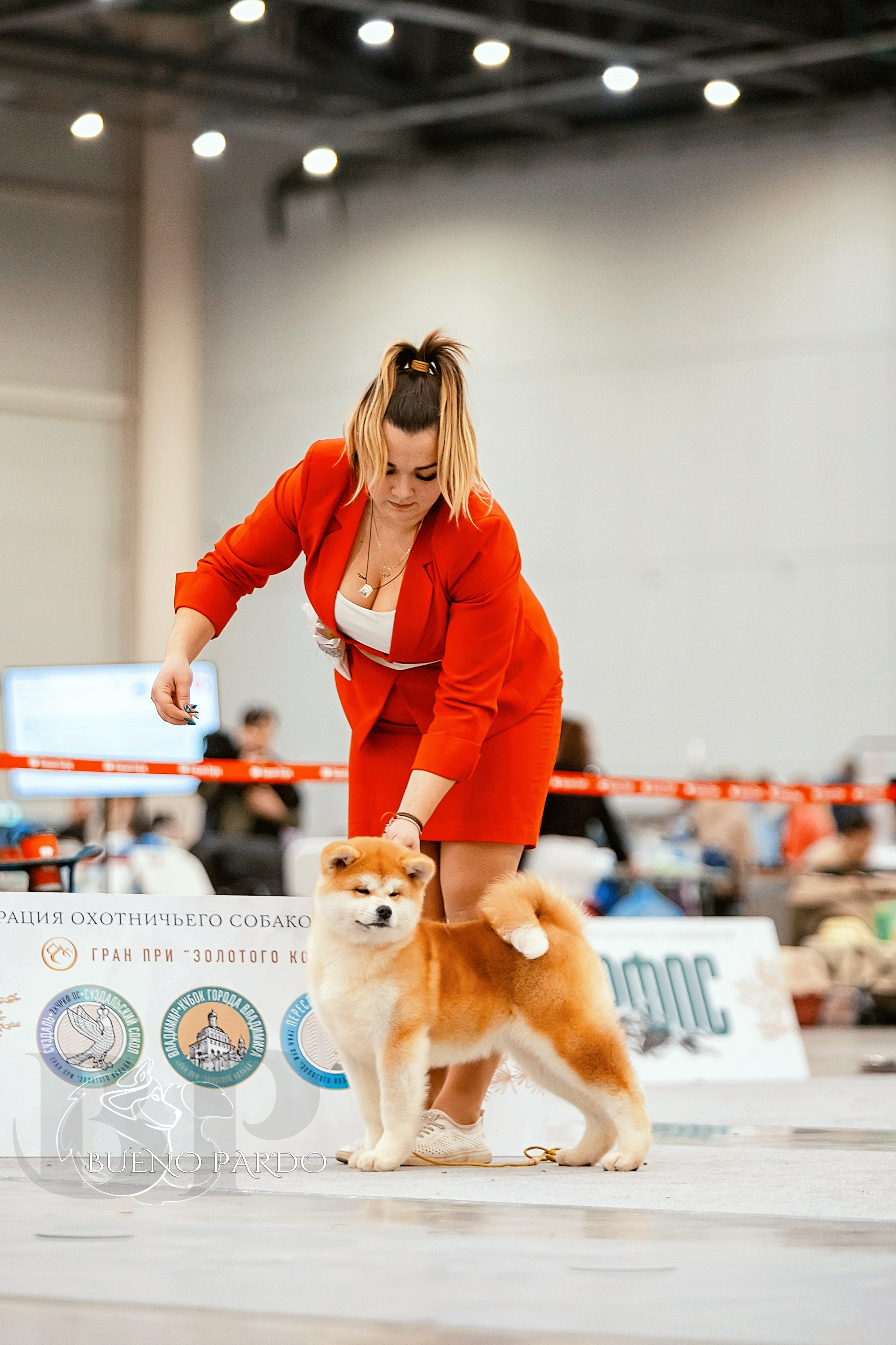 Собаки питомника Bueno Pardo. Питомник собак Акита, Хаски, Корги