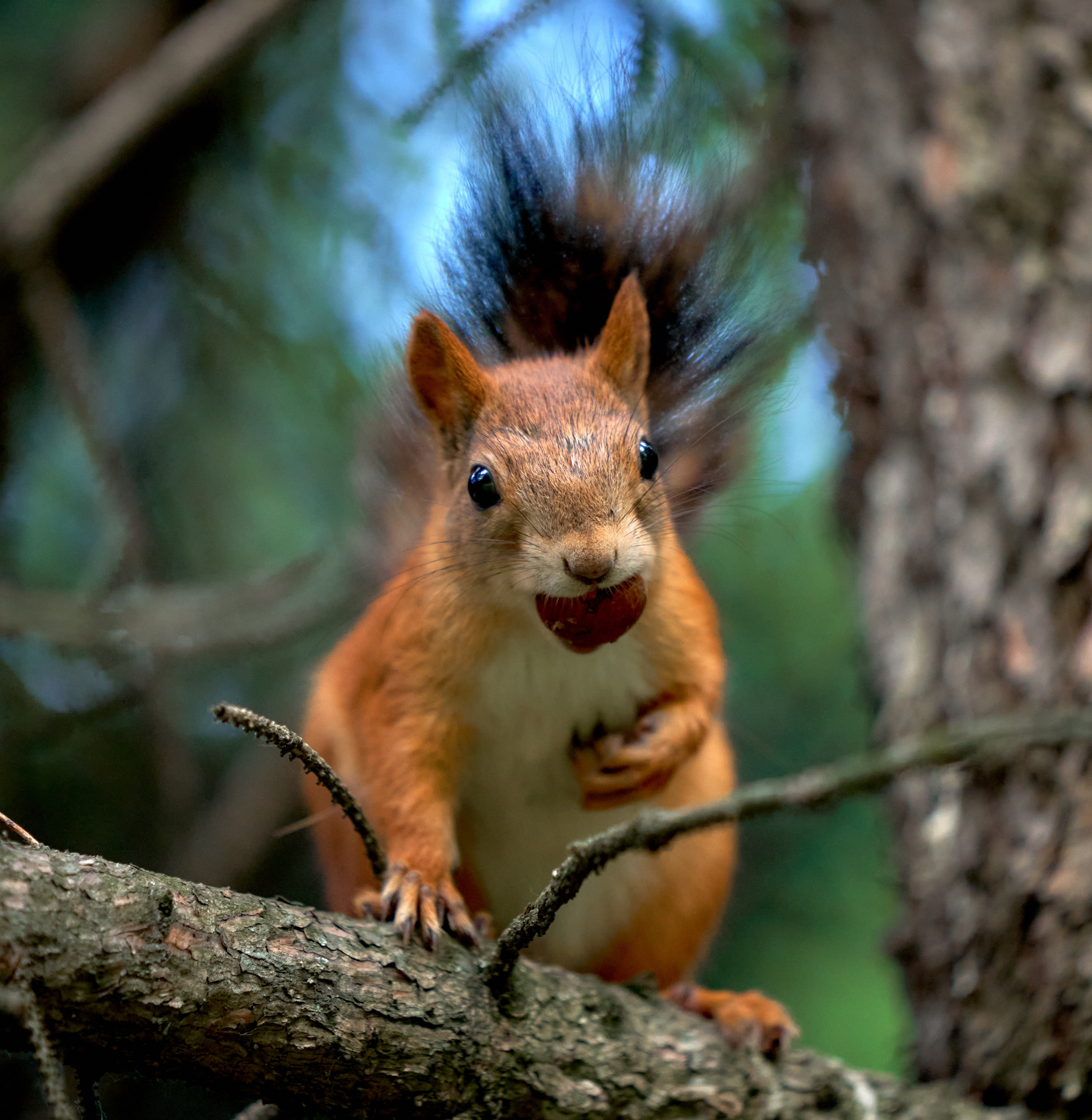 съемка животных в дикой природе