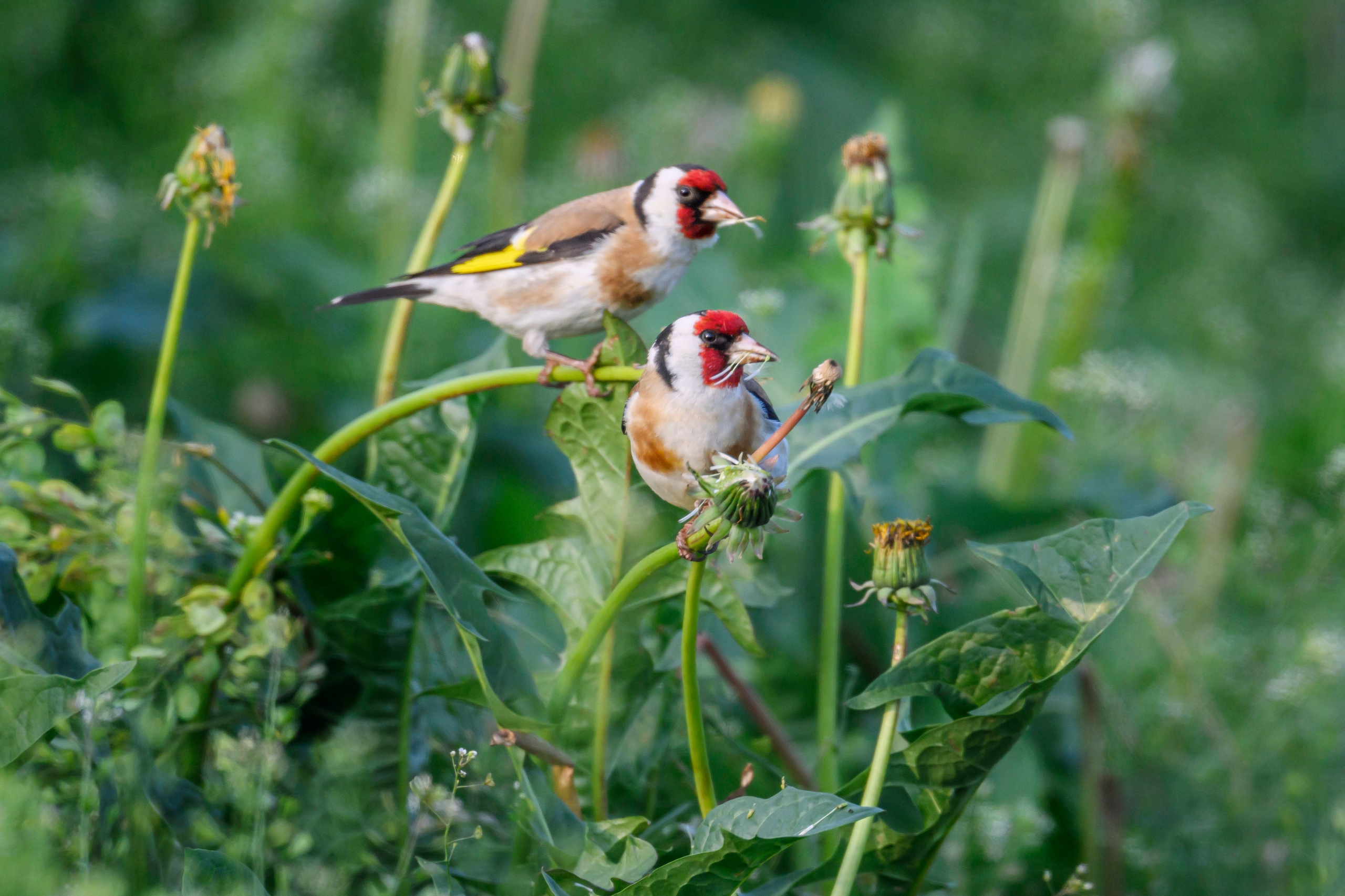 Щеглы и чекан. Wildlife photography by Sergey Puponin