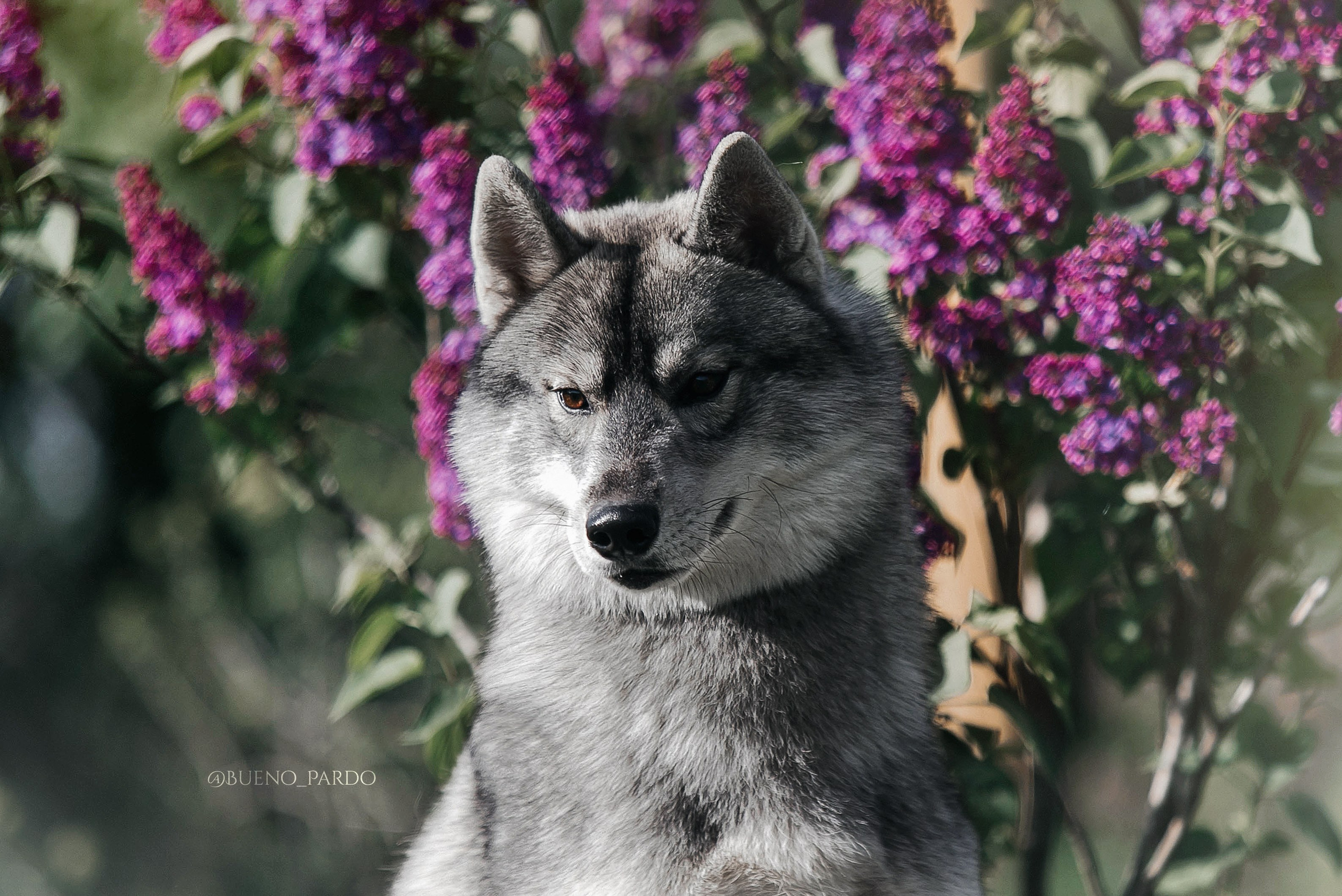 Собаки питомника Bueno Pardo. Питомник собак Акита, Хаски, Корги