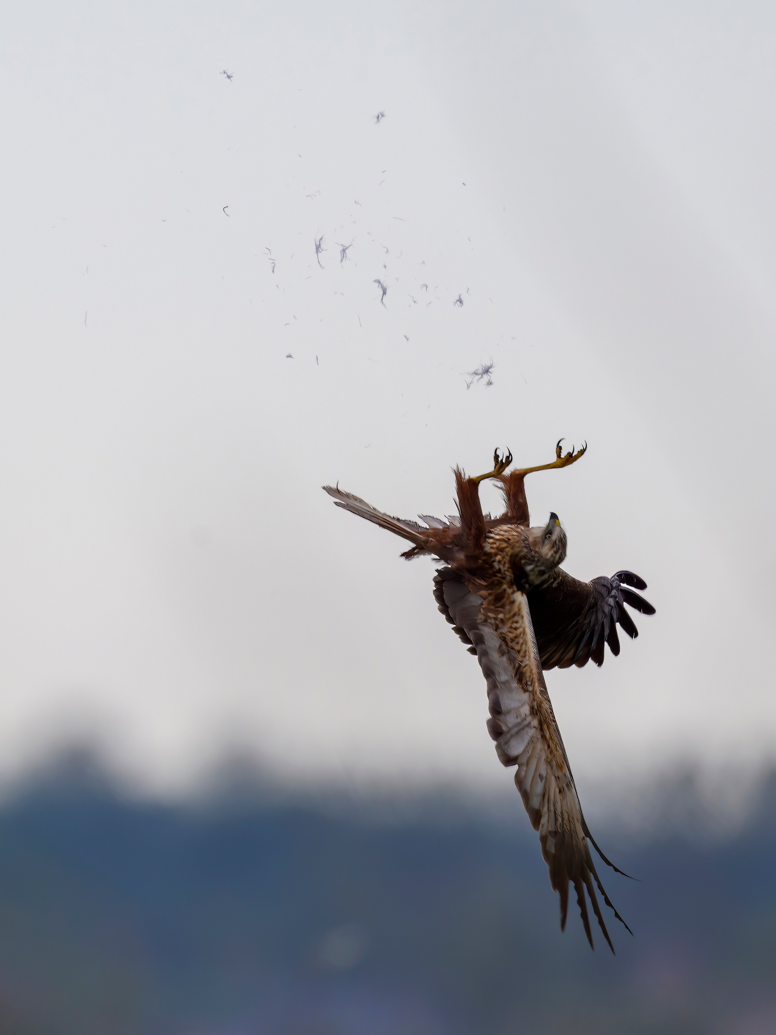 Охота сов и схватка с лунем. Фотограф Сергей Пупонин