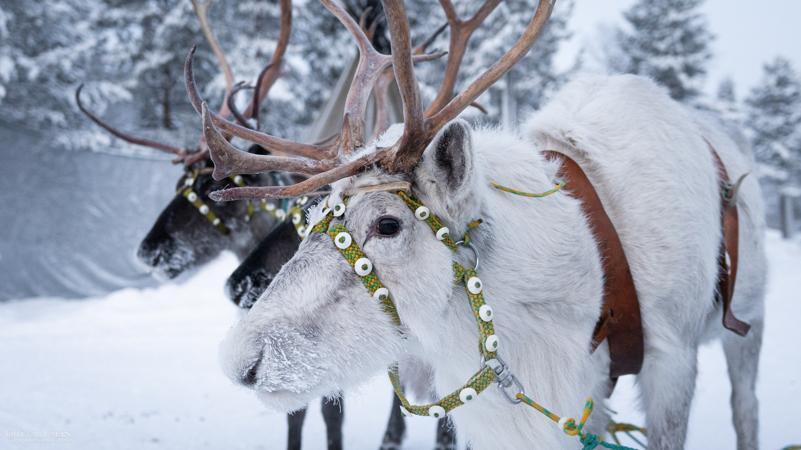 Кольский полуостров. Илья Варин — Фотограф Москва, Тверь