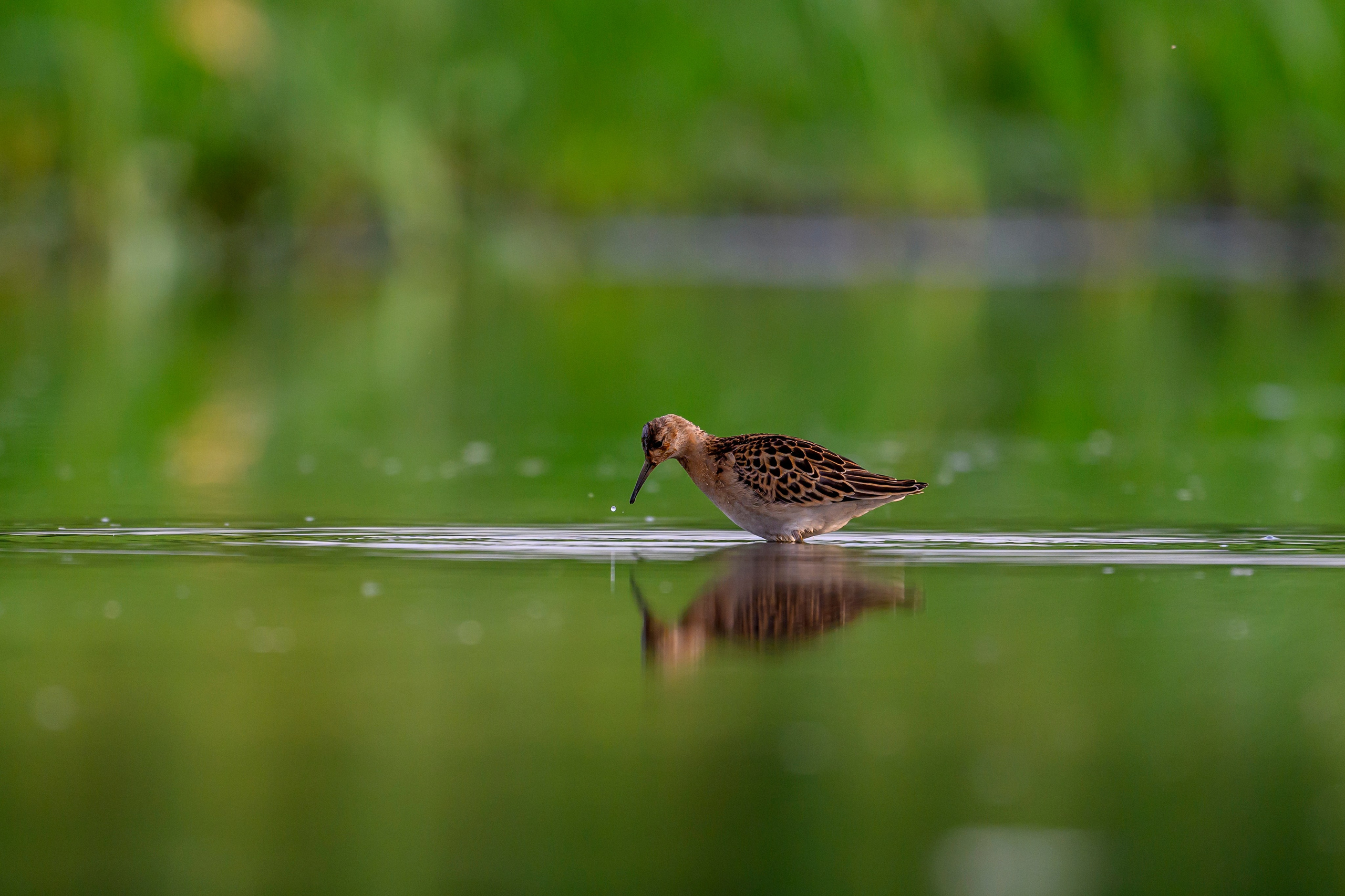 Веретенники, фифи и турухтаны. Godwits, Wood sandpipers and Ruffs. Фотограф Сергей Пупонин