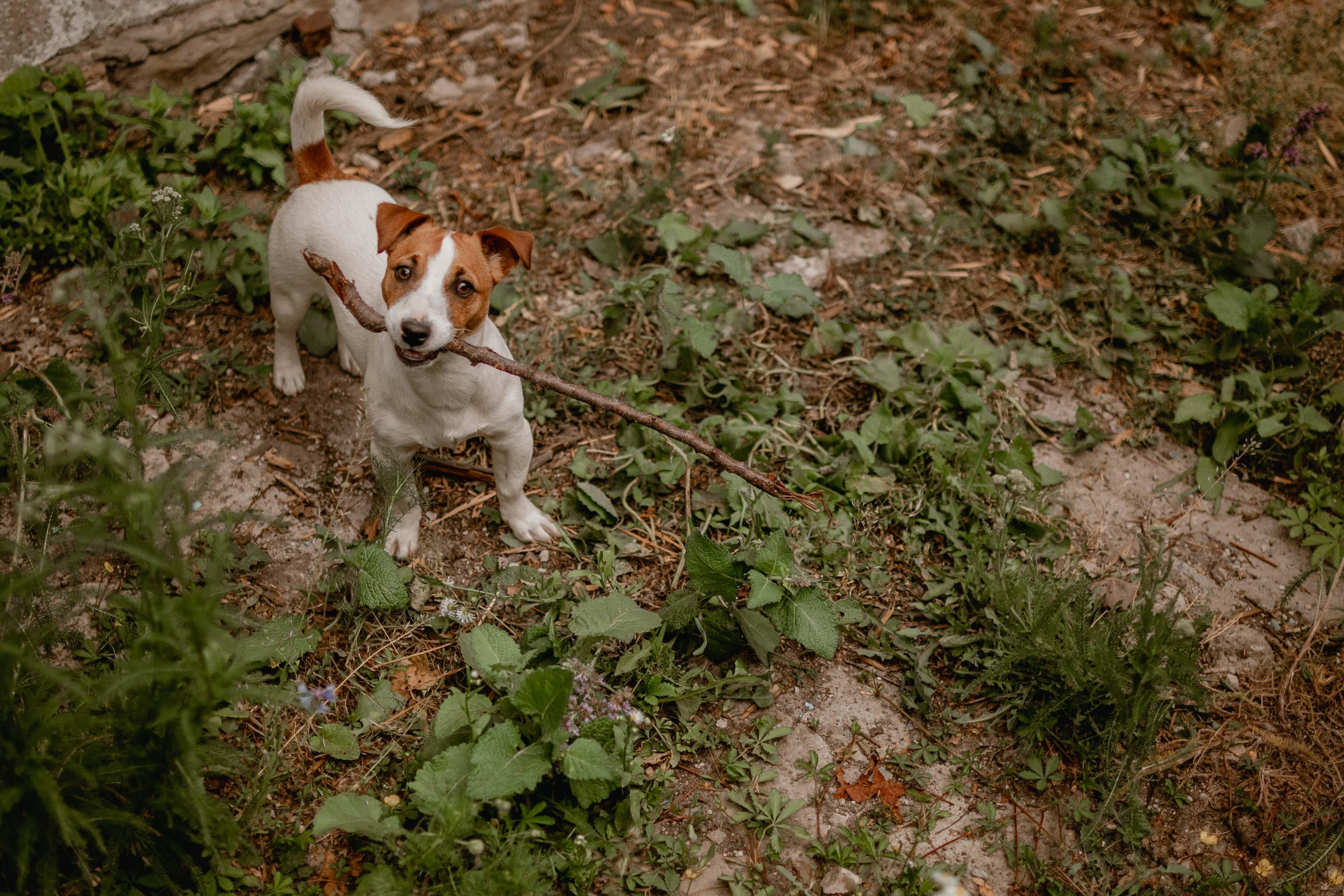 Animal. Юлия Басня семейный и свадебный фотограф в Донецке