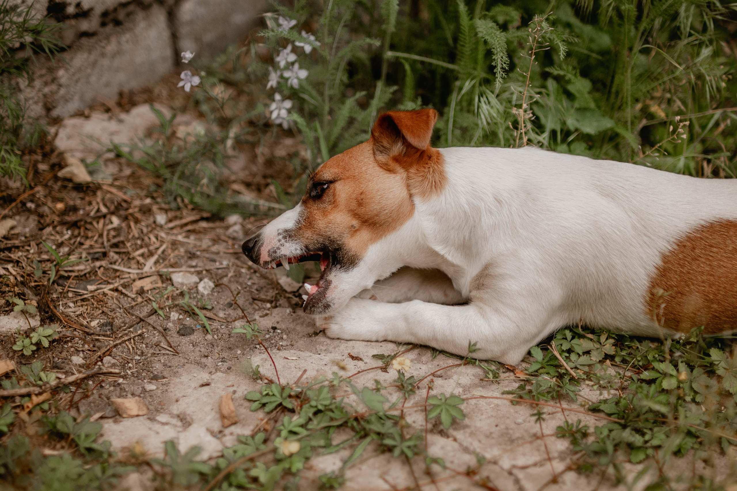 Animal. Юлия Басня семейный и свадебный фотограф в Донецке