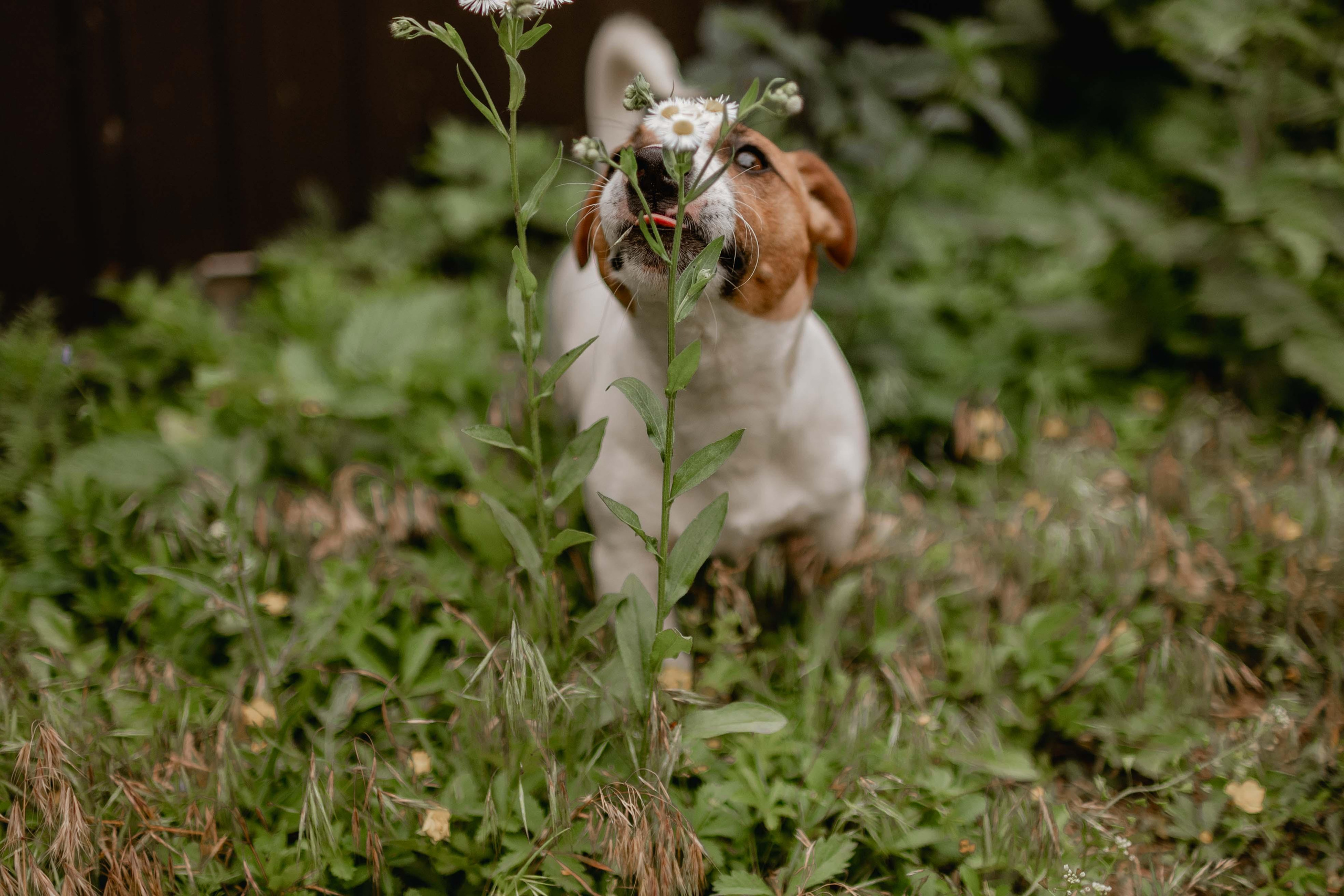 Портфолио. Юлия Басня семейный и свадебный фотограф в Донецке