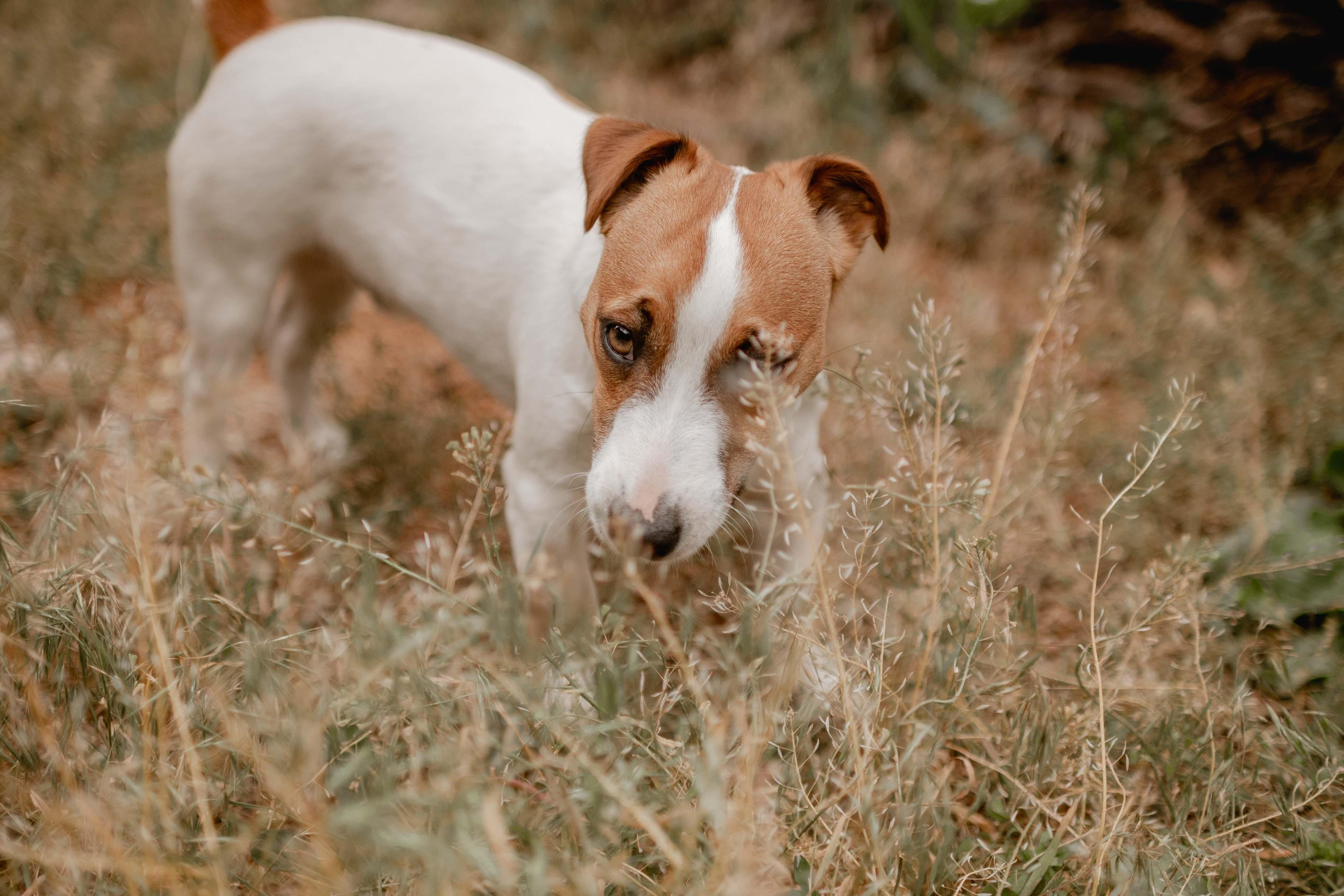 Animal. Юлия Басня семейный и свадебный фотограф в Донецке
