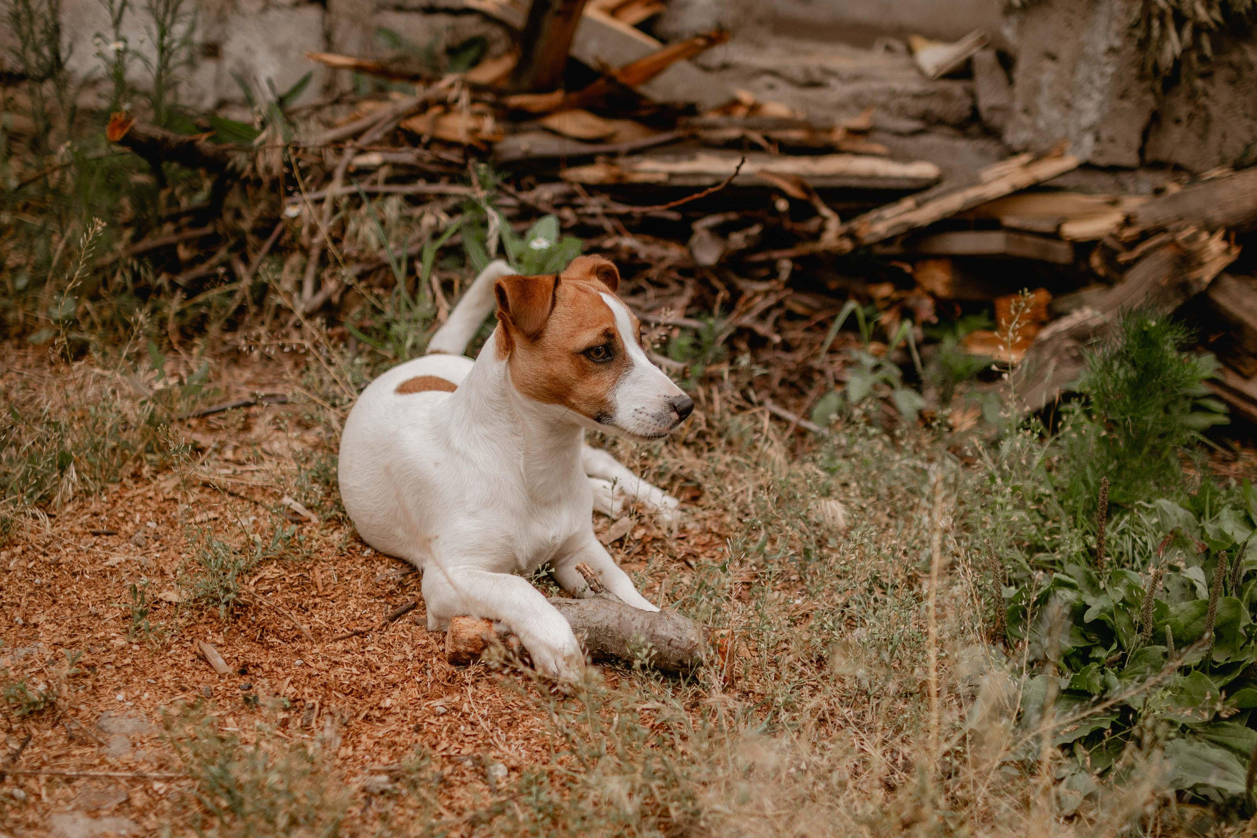 Animal. Юлия Басня семейный и свадебный фотограф в Донецке