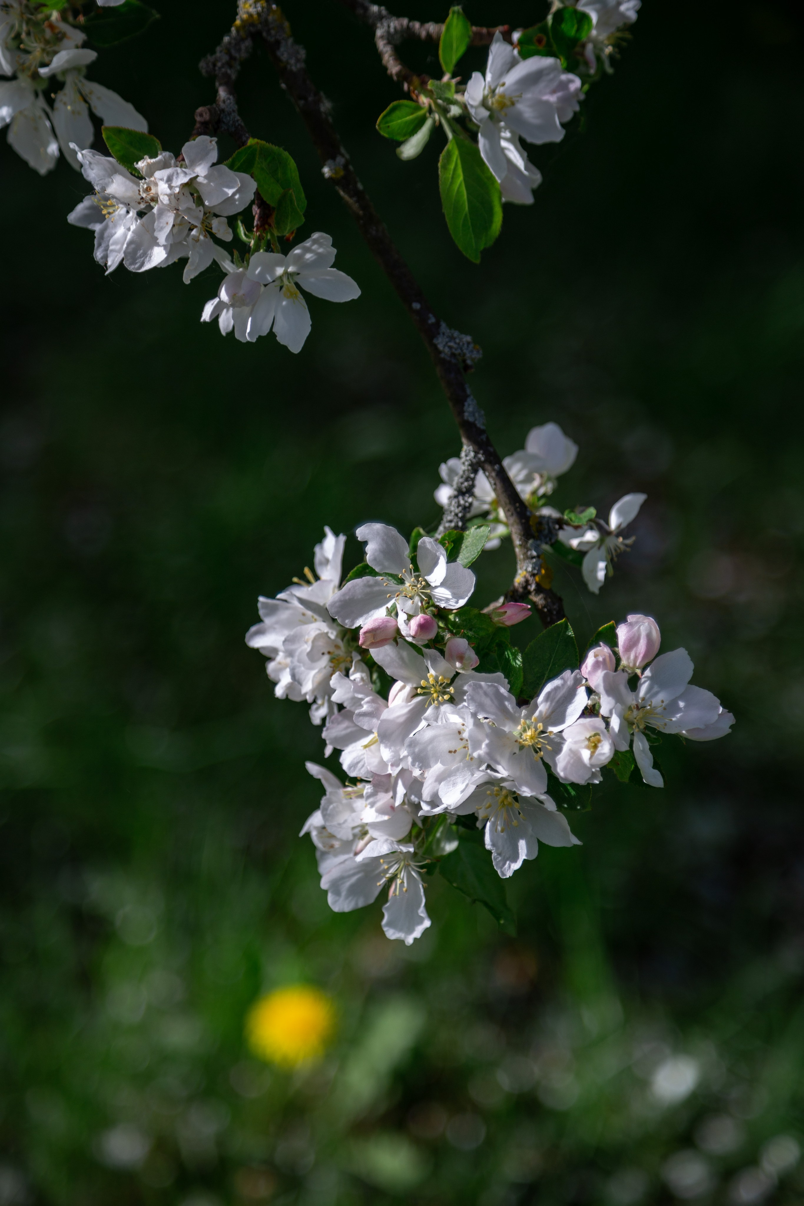 Весенняя фотосессия в цветении. Фотограф в Минске Екатерина Тузова