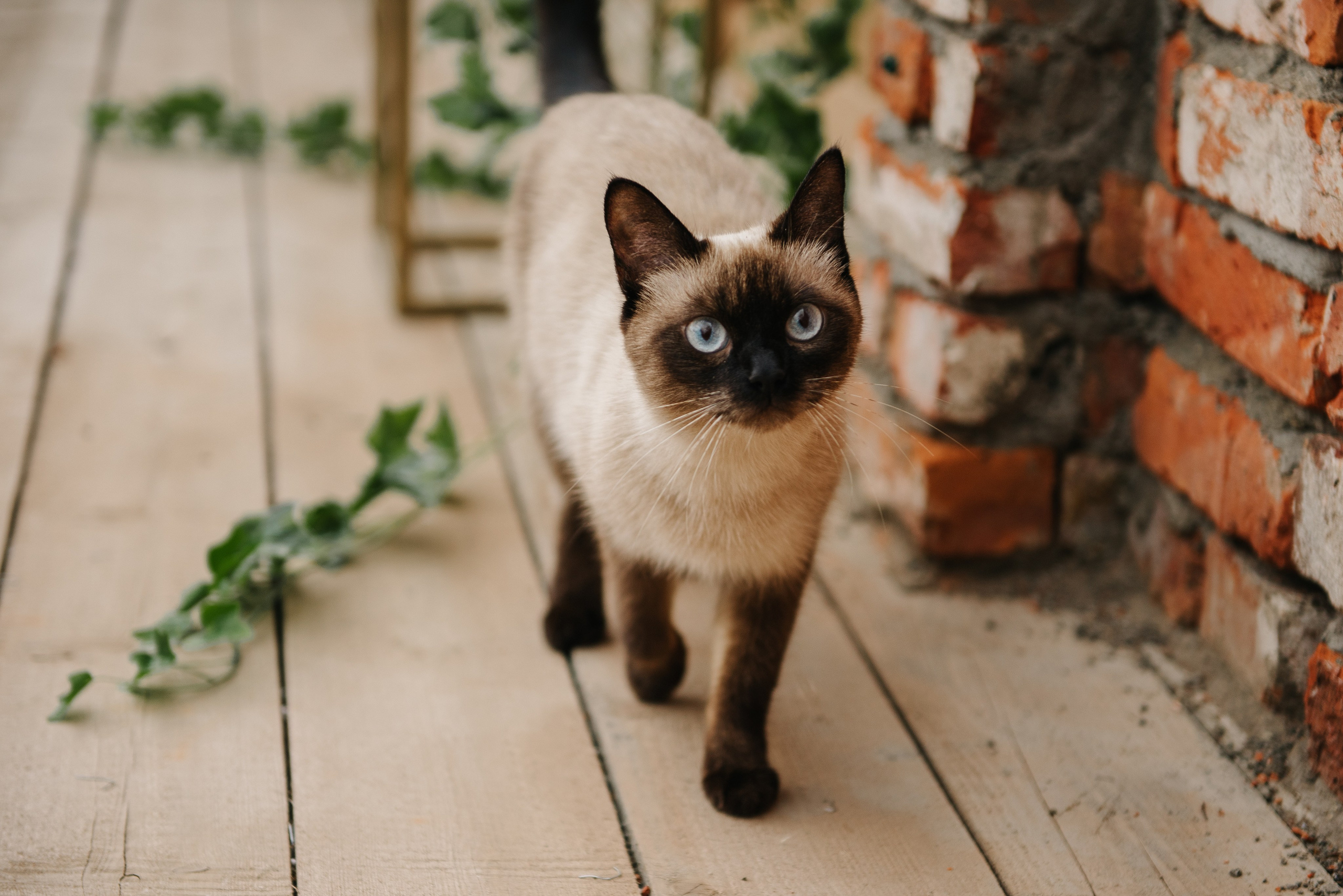 Амбарные ворота. Локация для церемонии и фотосессии. Свадебная площадка РАНЧО