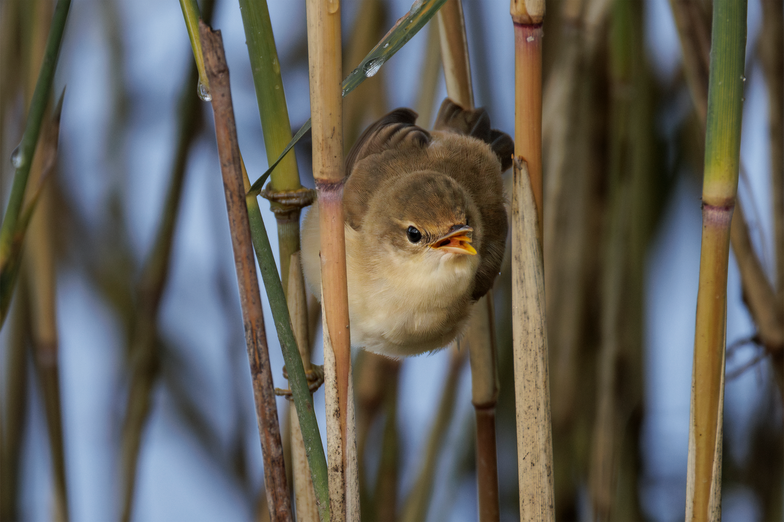 Фотограф дикой природы Роман Исаенков