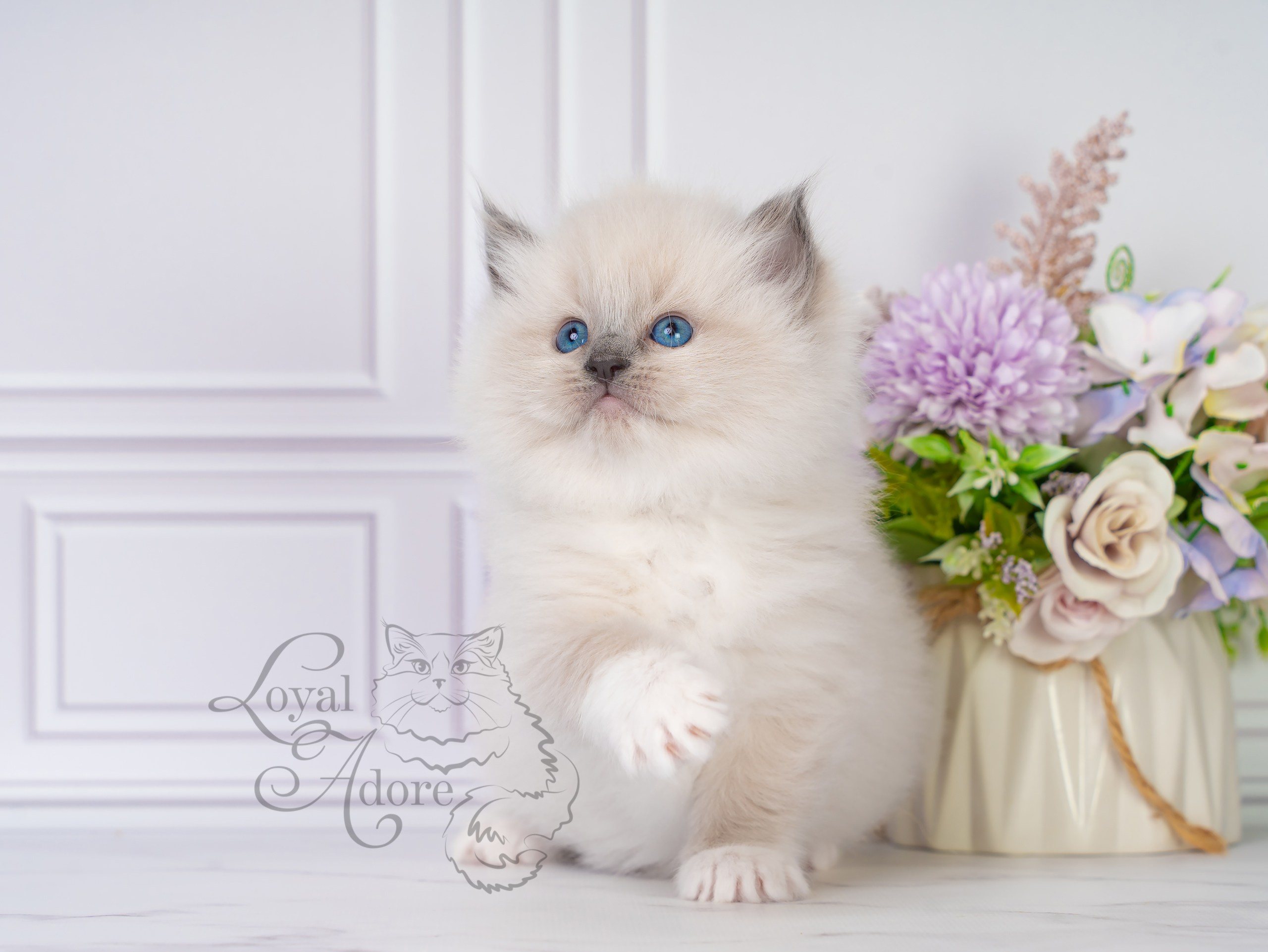 Котята рэгдолл от Loyal Adore. Питомник рэгдолл Loyal Adore