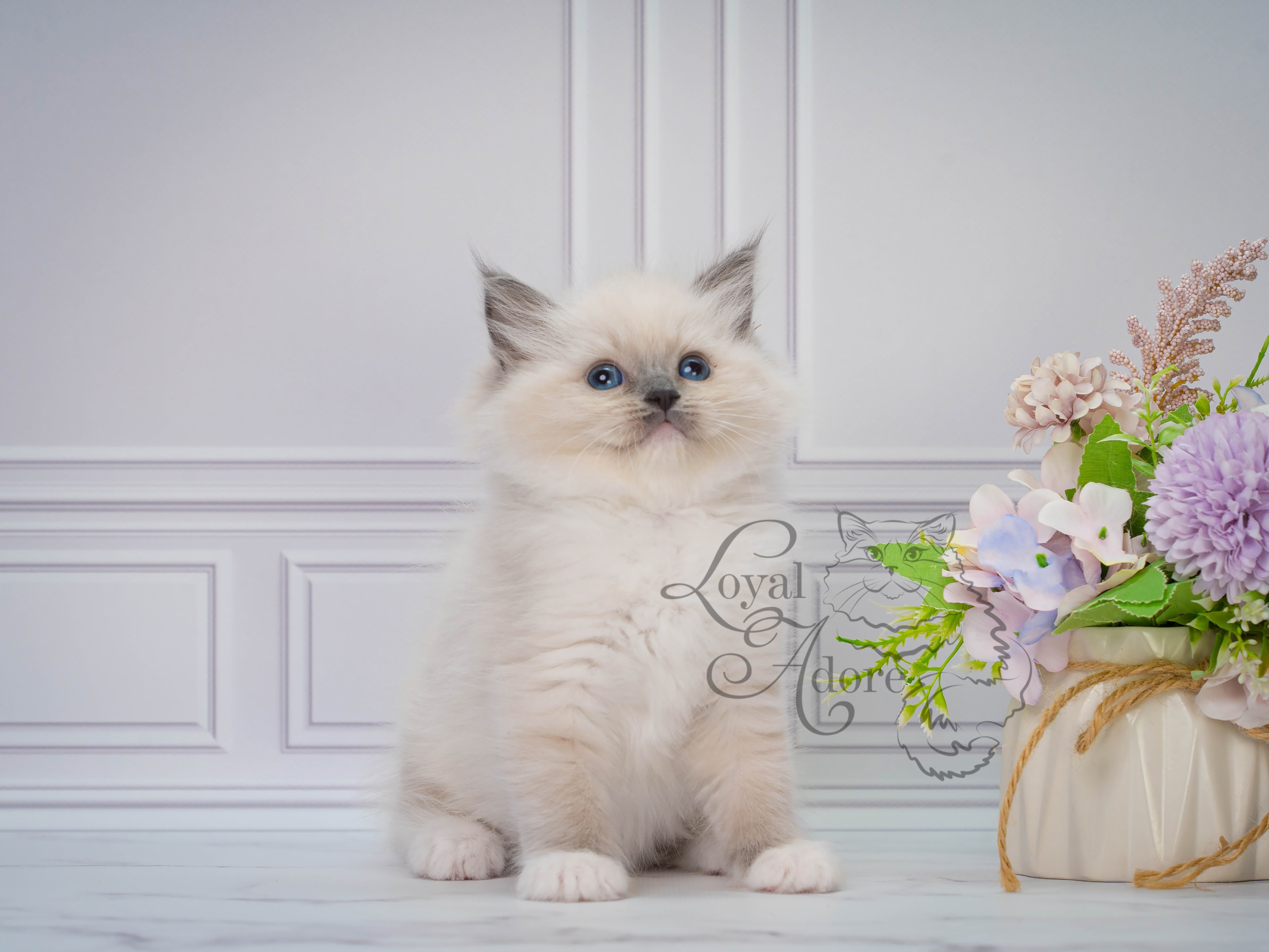 Все свободные котята. Питомник рэгдолл Loyal Adore