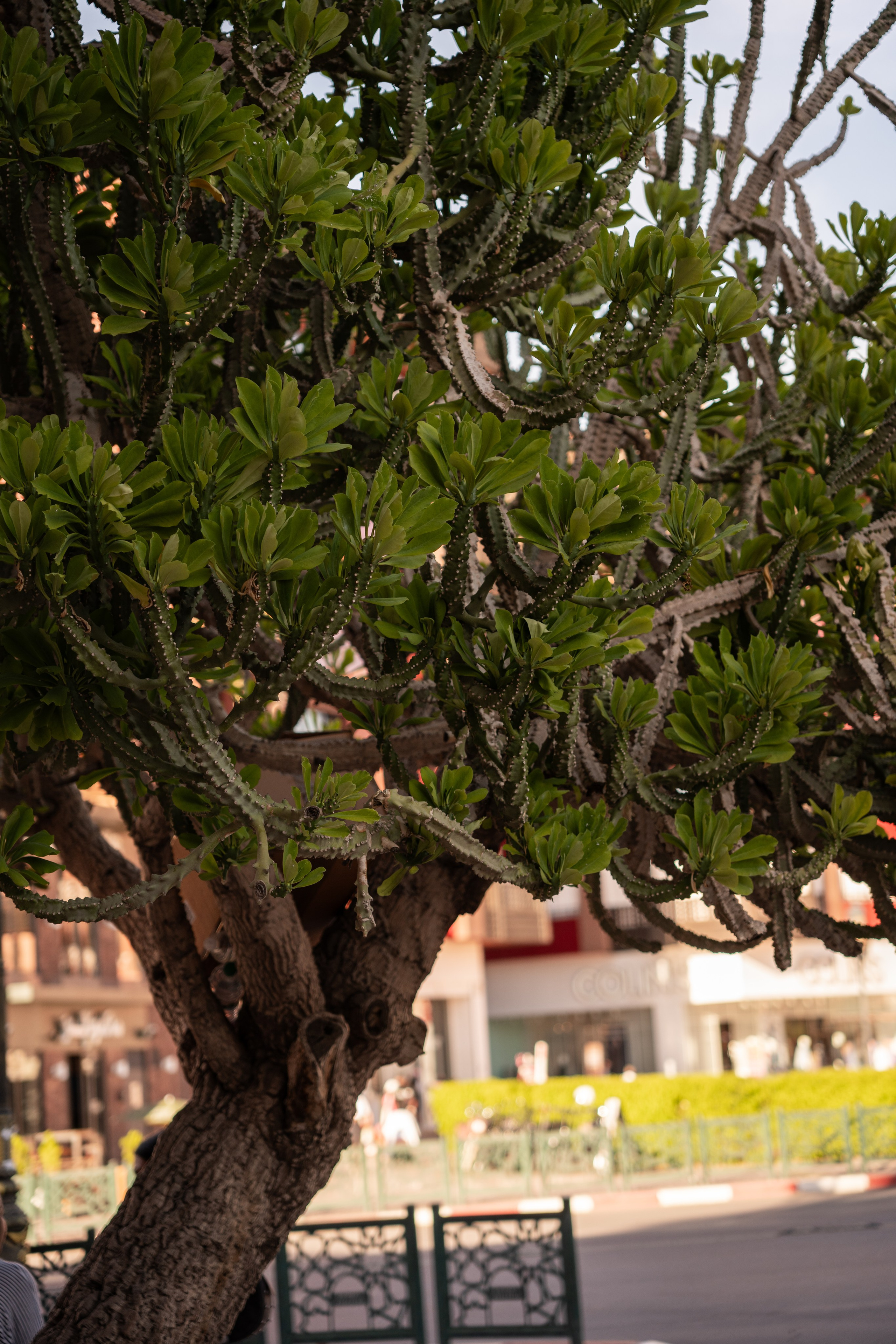 Марокко. Илья Варин — Фотограф Москва, Тверь