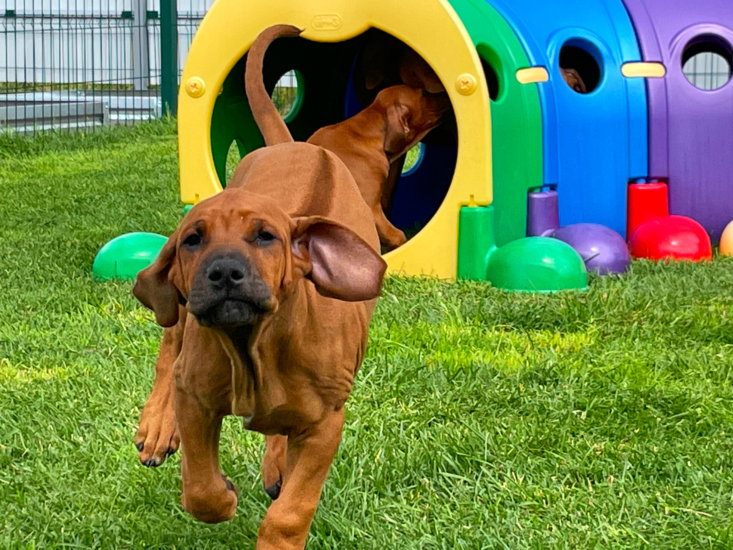 Родезийские Риджбеки в Санкт-Петербурге