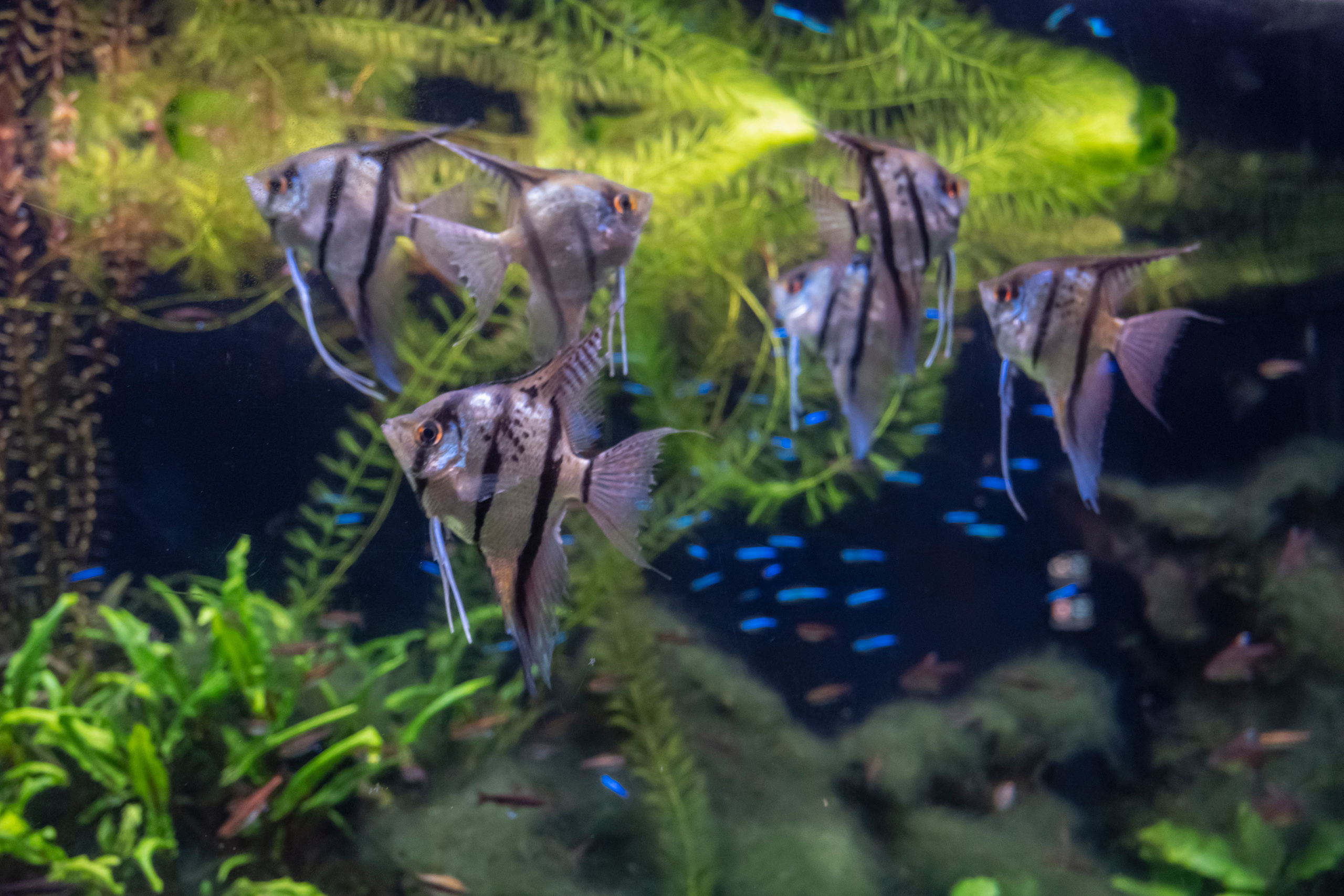 Москвариум. Фотограф Роман Адлер