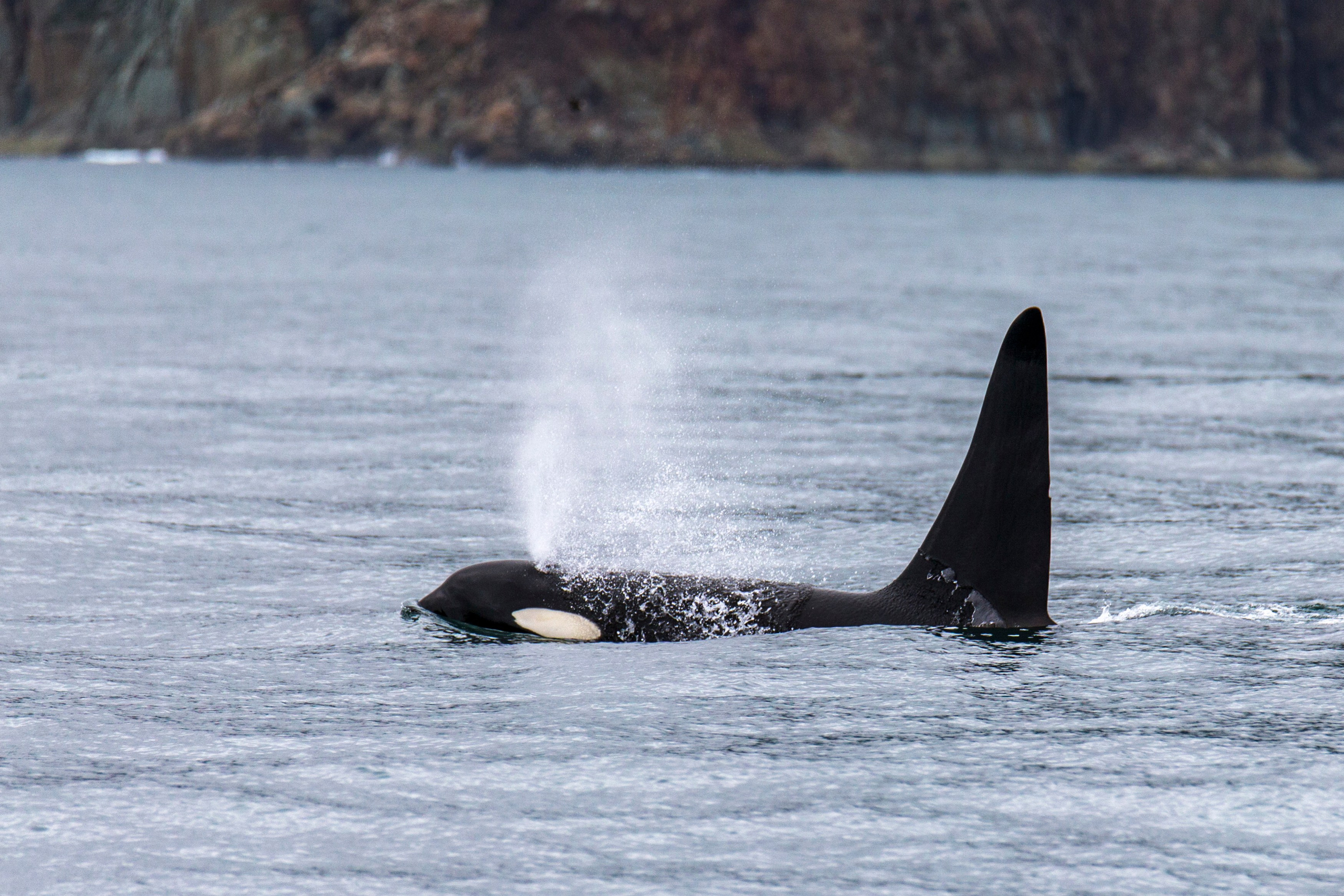 Мыс Зелёный — вулканические скалы и океанские виды. Время Камчатки: чтобы найти свой путь, нужно скорость умножить на время