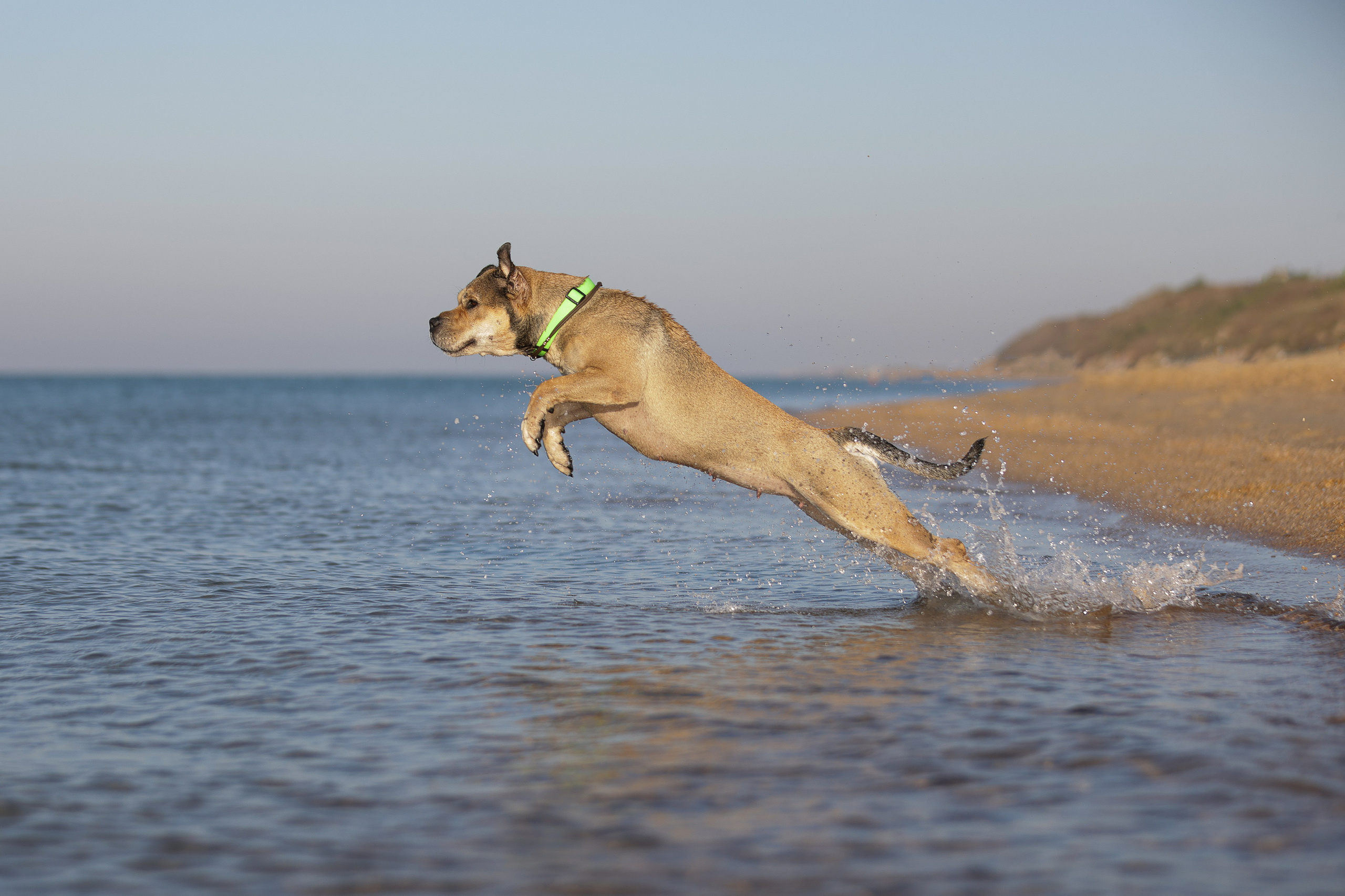 Онлайн-курс по съемке собак. Фотограф Анастасия Ветковская, Москва