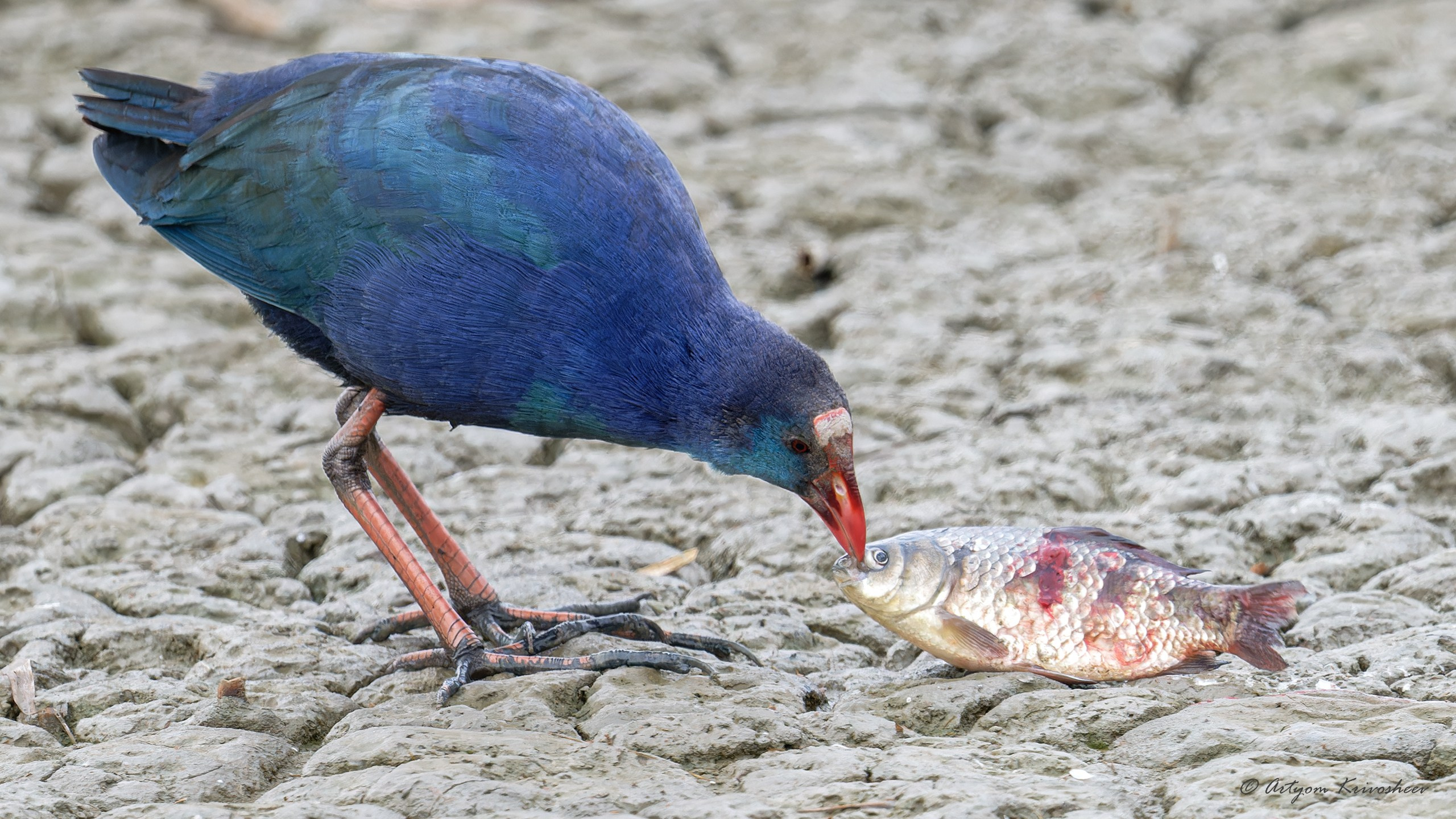 Султанка. Фотограф и путешественник Артём Кривошеев