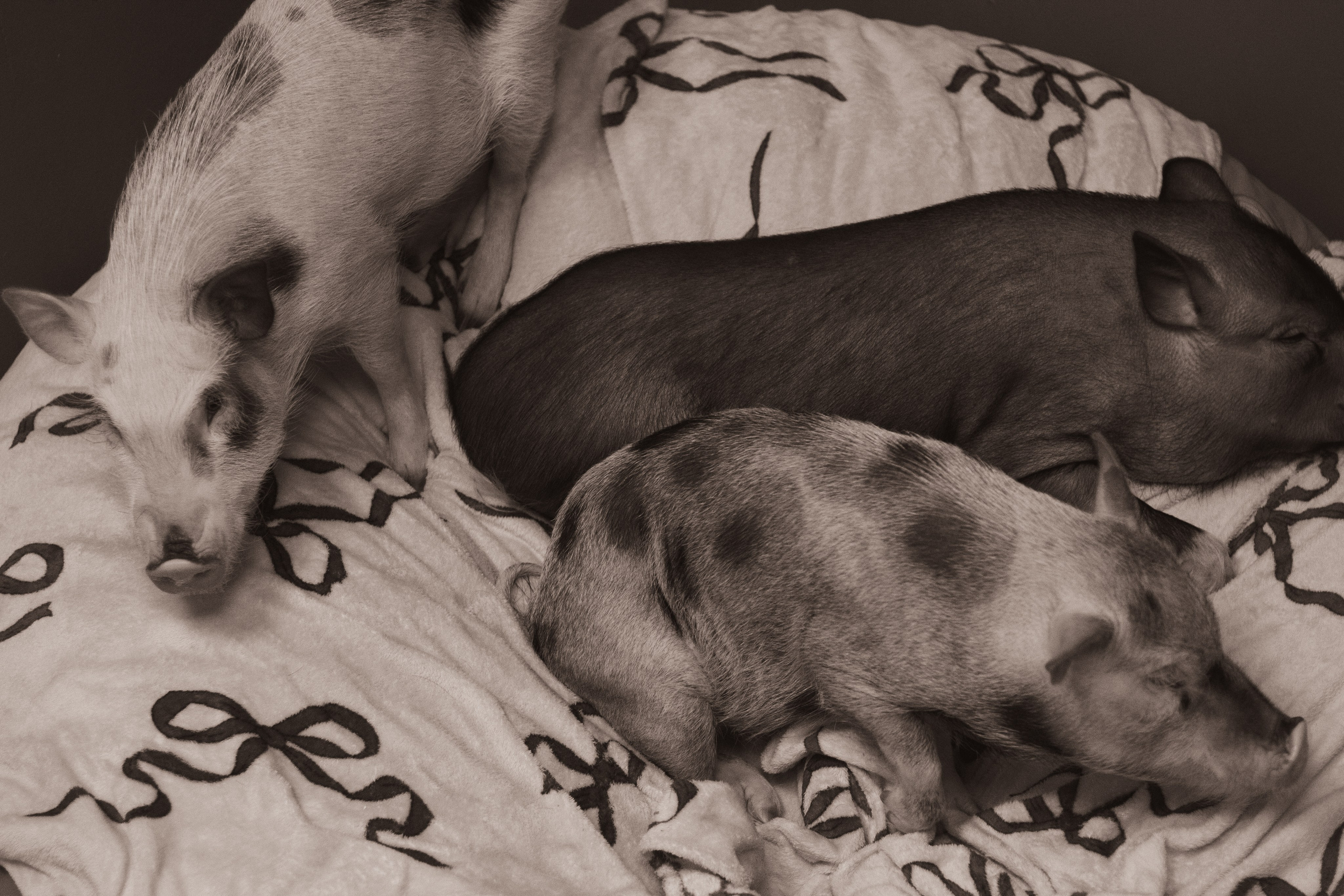 Хрюшки хрюшечные. Фотограф Москва, портрет, стрит, репортаж. Художественная фотосессия