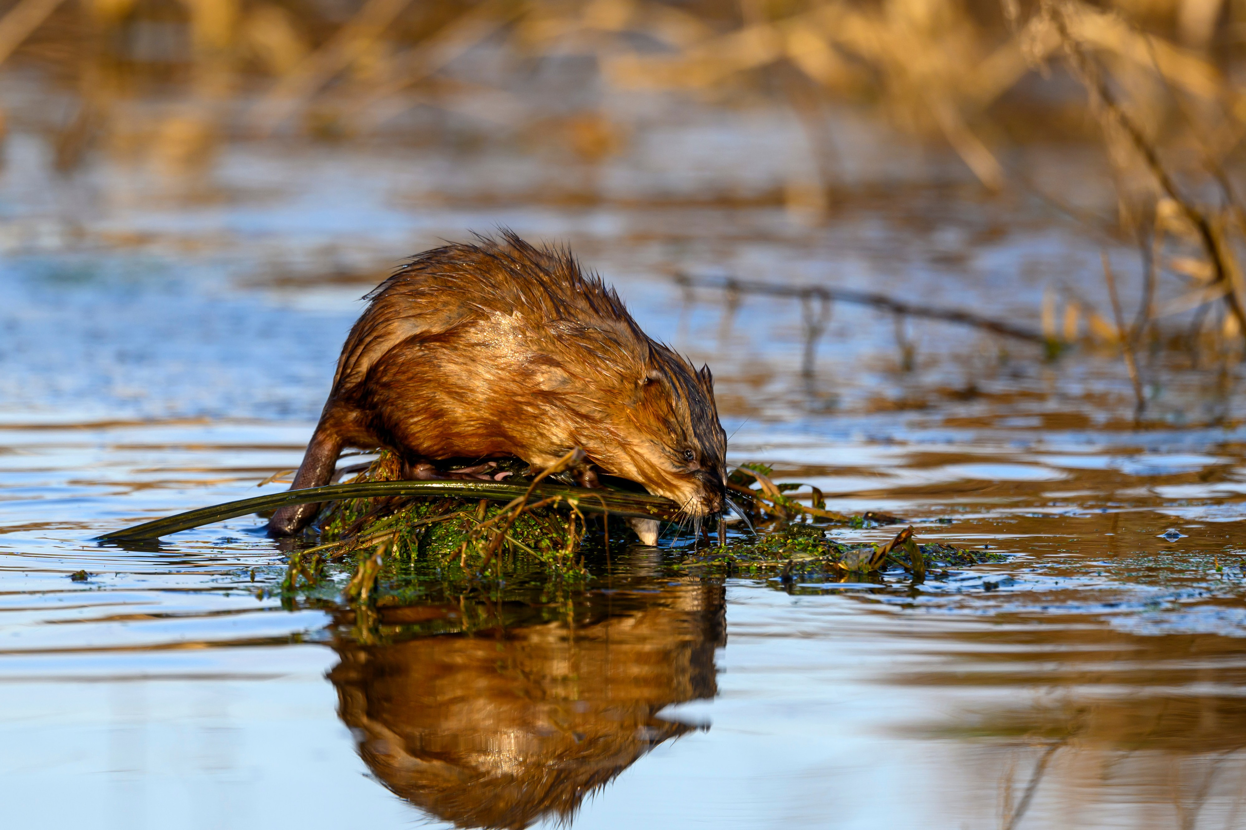 Журавли и ондатра. Wildlife photography by Sergey Puponin