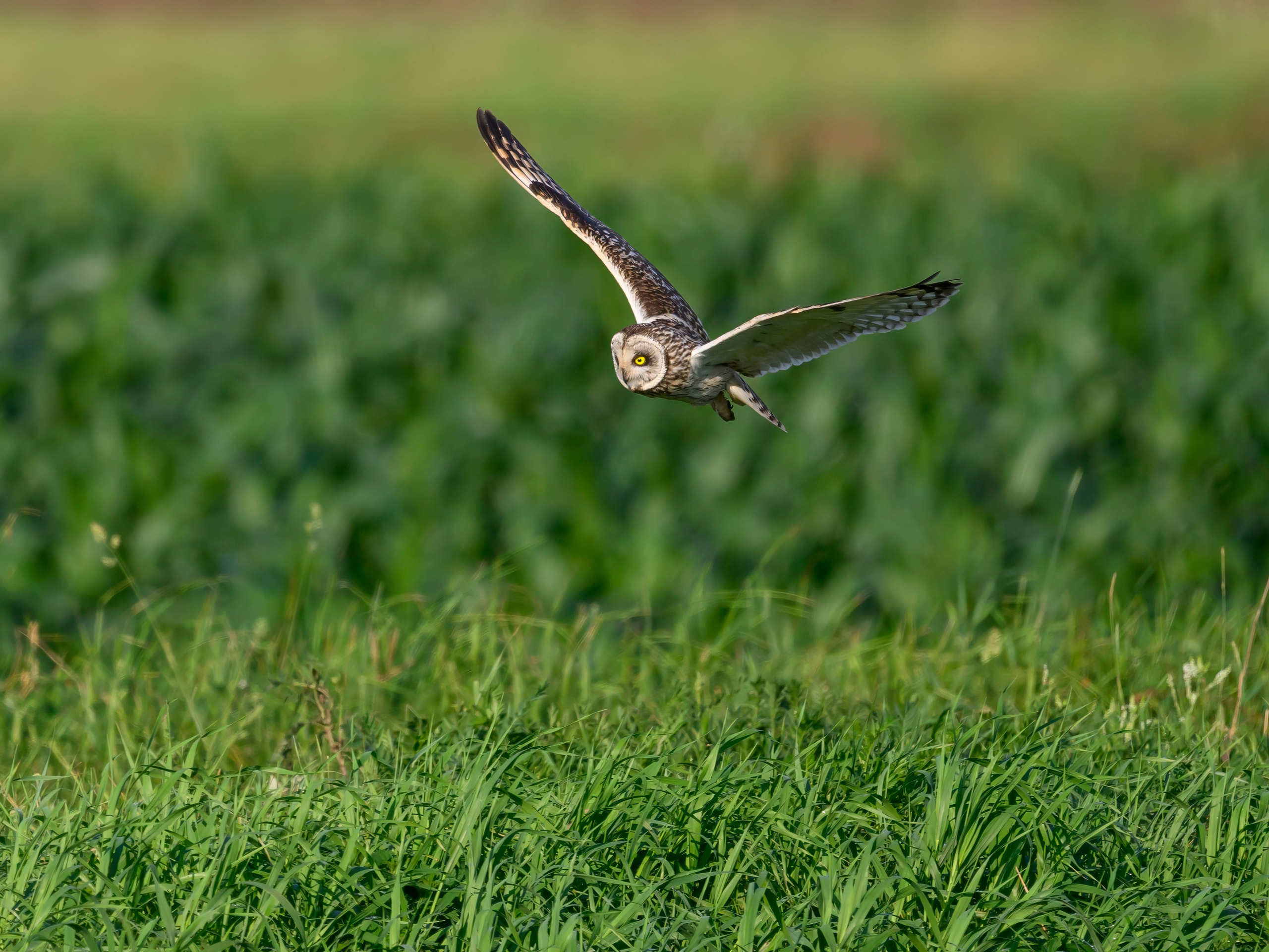 Цапли и совы. Herons and Owls. Wildlife photography by Sergey Puponin