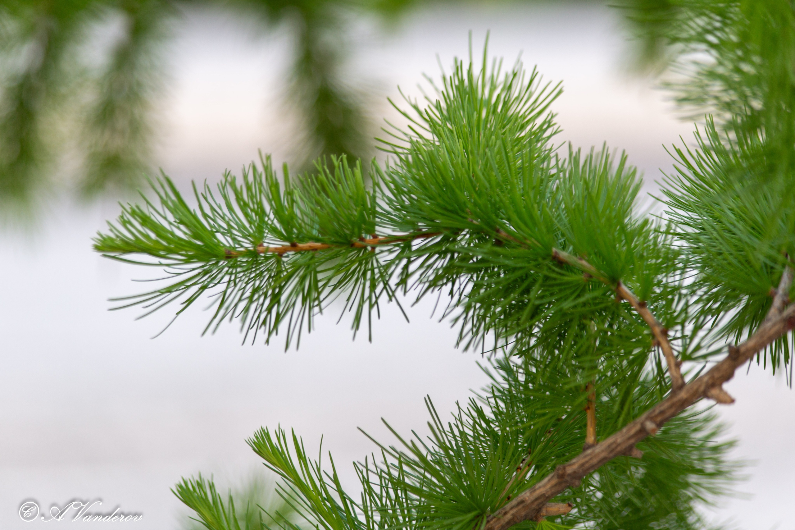 Прогулка 22.05.2024. Фотограф Омск | Александр Вандеров