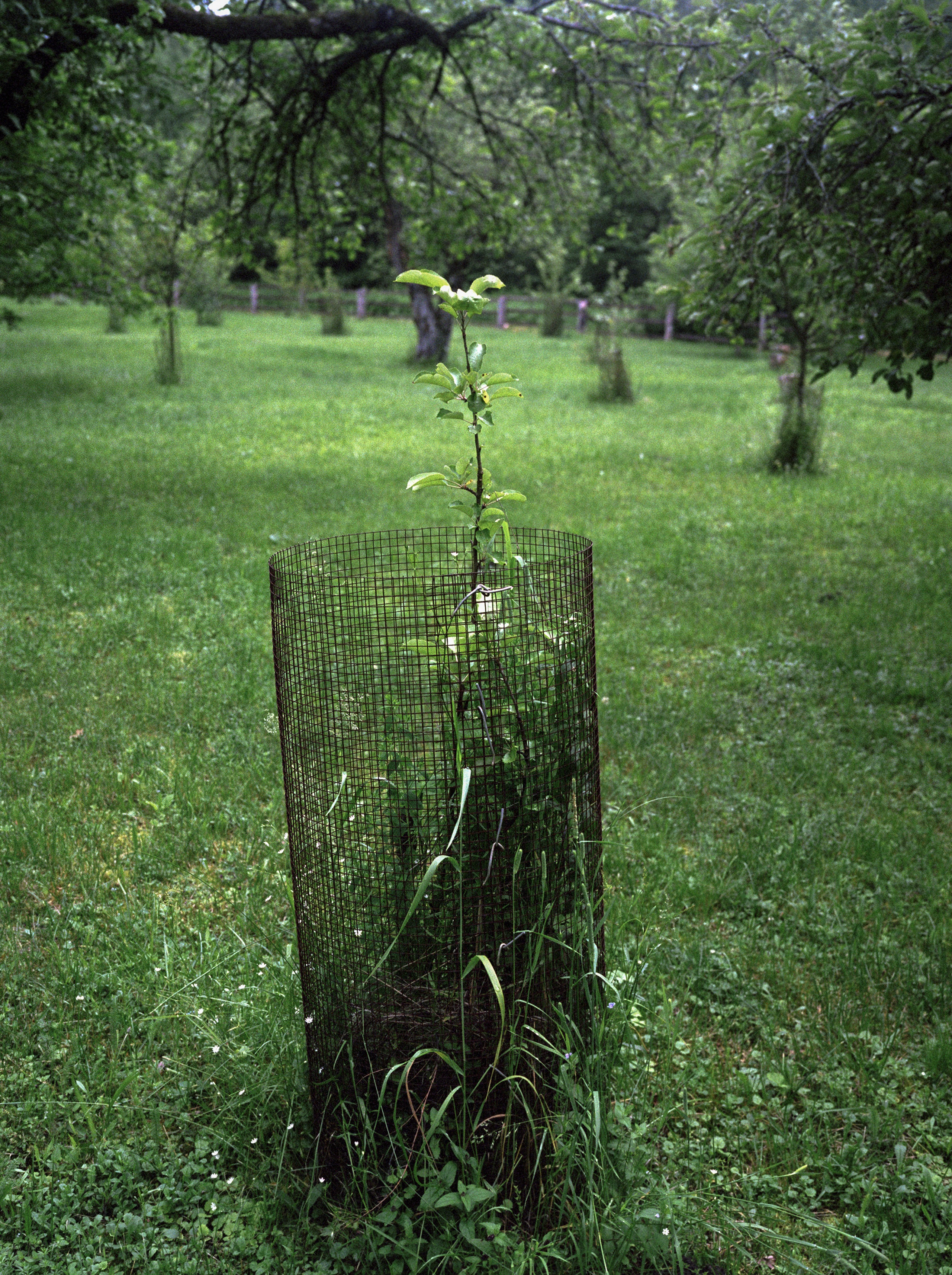 Young apple tree inside a safety fence. Kordon Staroye Yamnoye, 2021