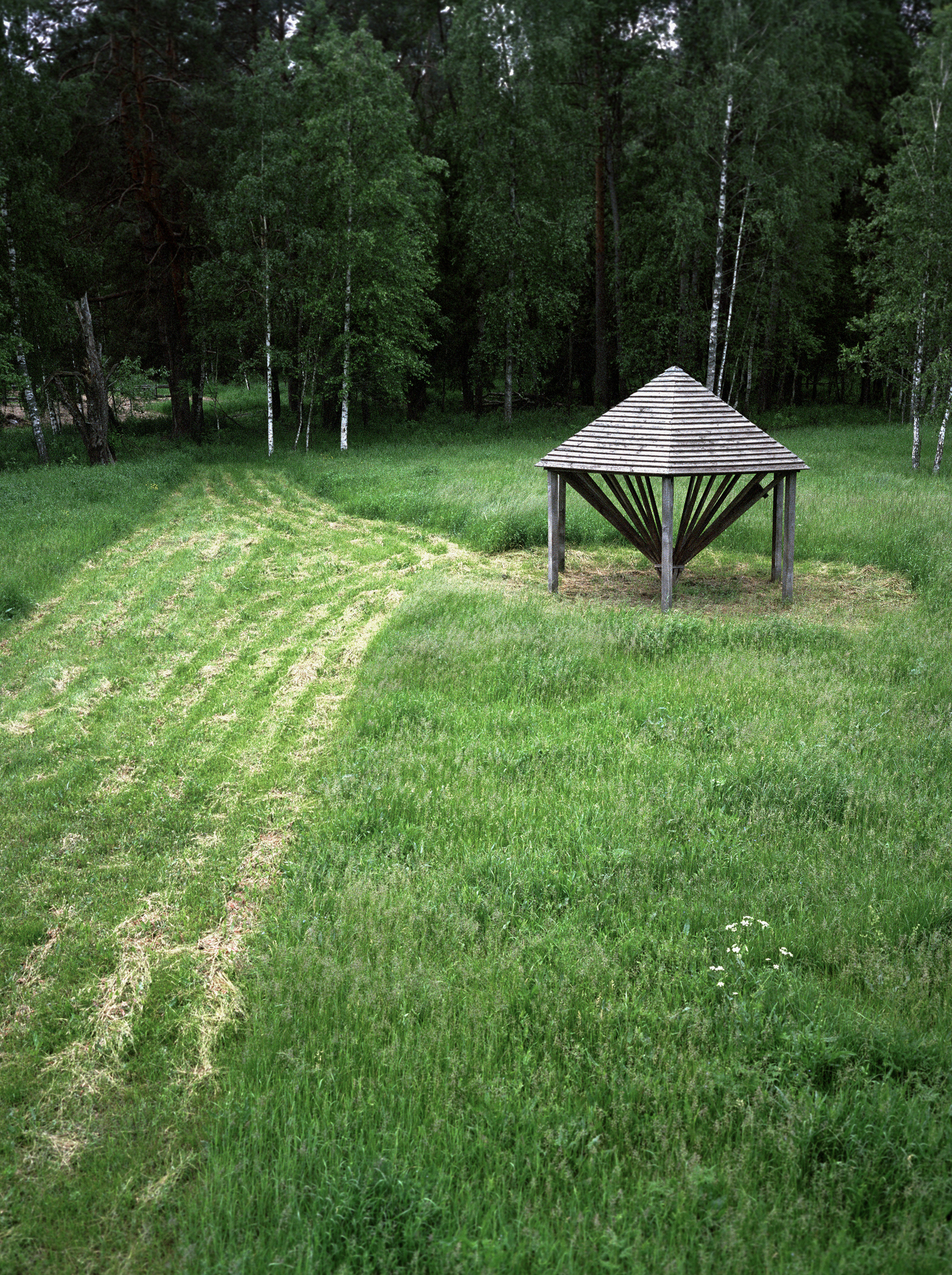 Feeding area for European Bisons. Kordon Proletarskiy, 2021