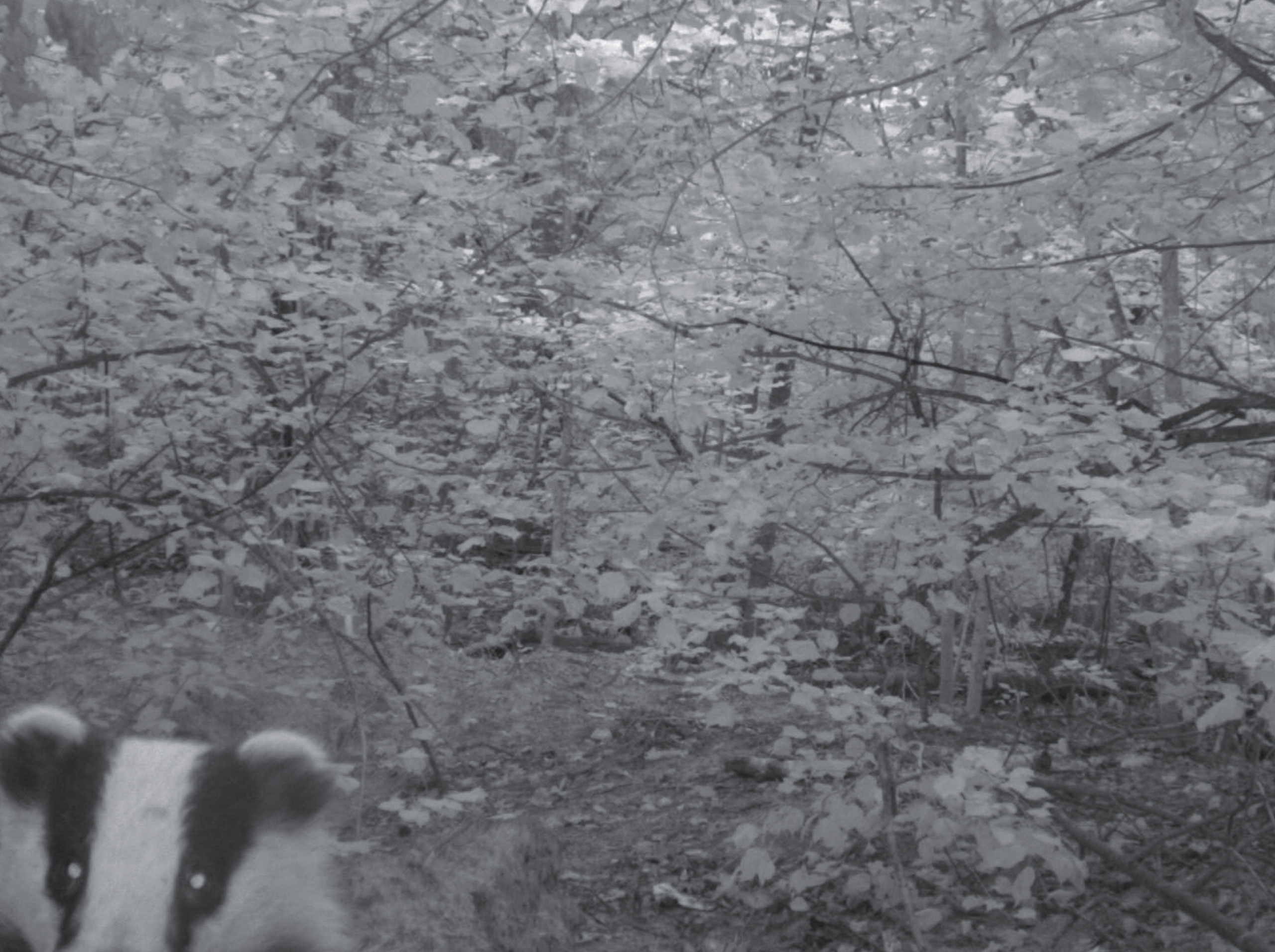 A moose, shot from a trail camera. 2021