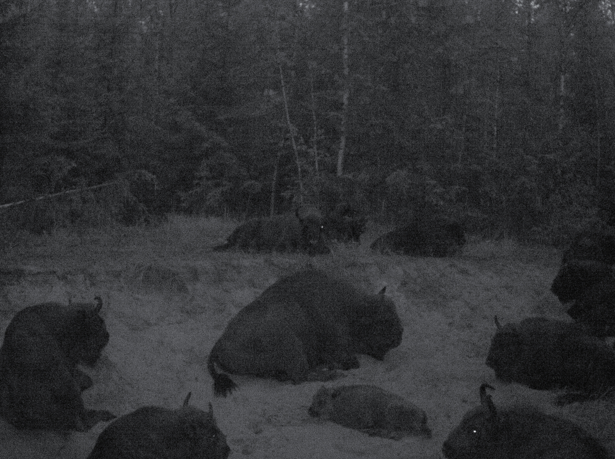 European bisons, shot from a trail camera. 2021