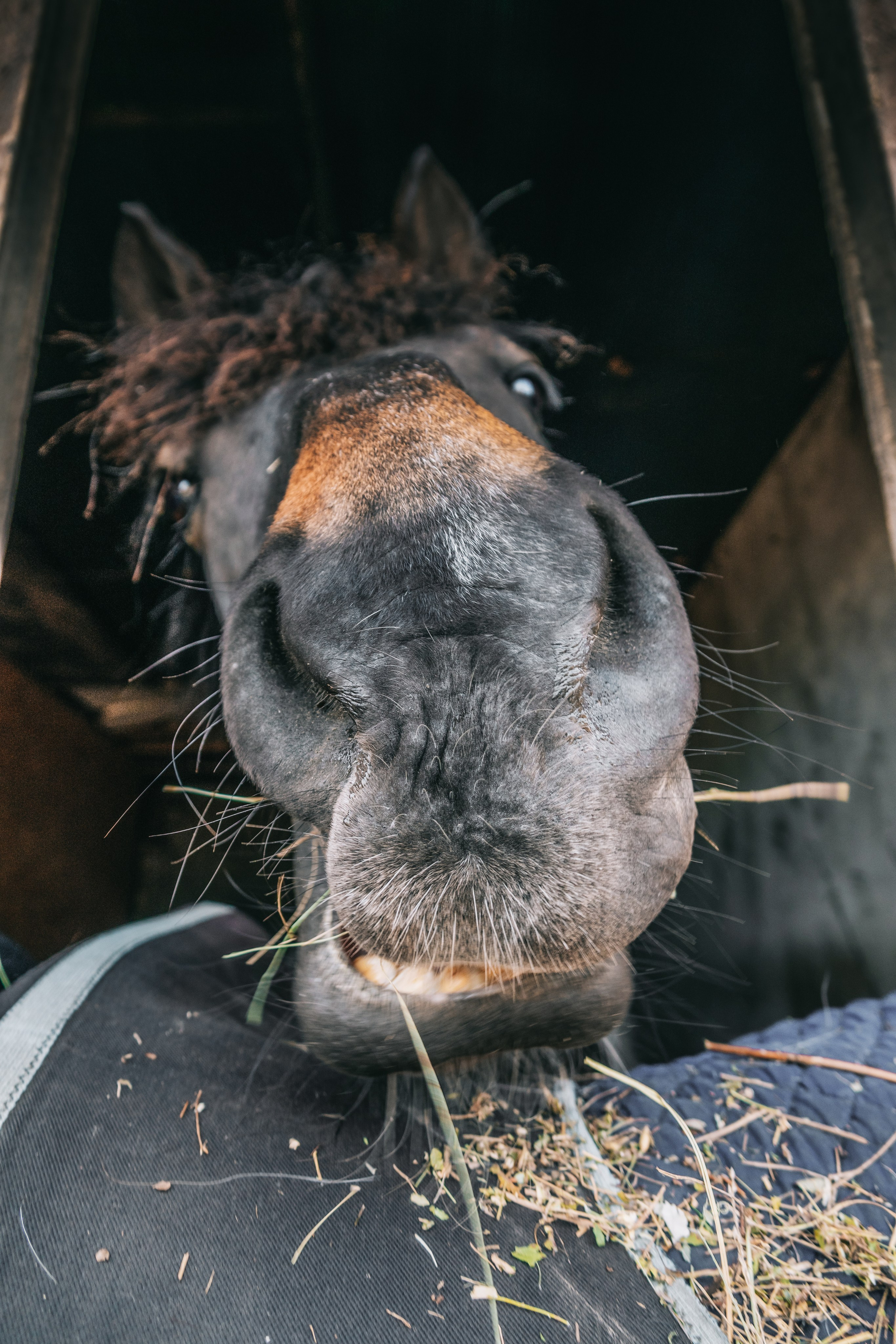 Лошадки. Фотограф-анималист в Москве Юлия Лайхо