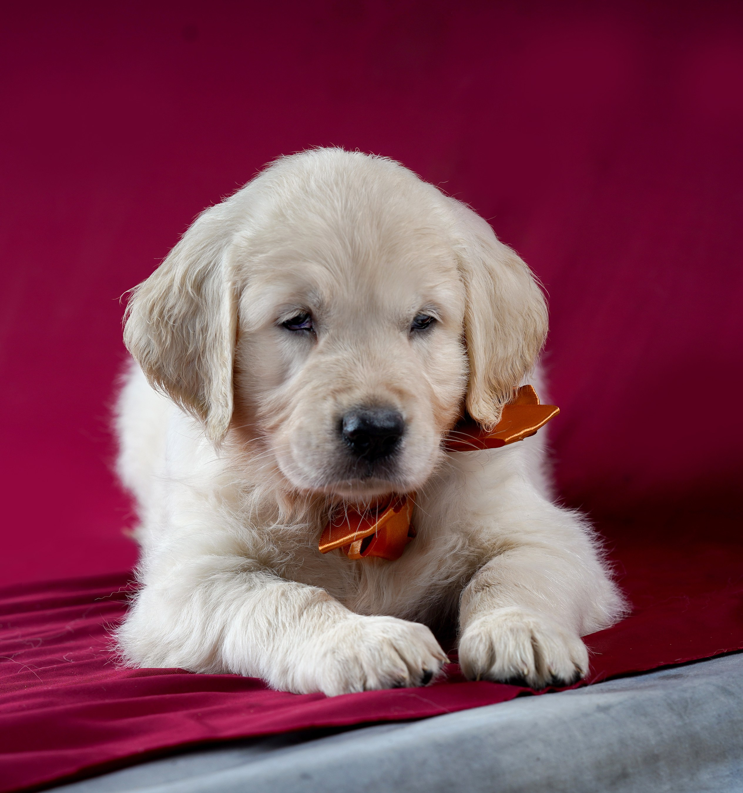 съемка собак, съемка щенков , съемка собак для авито, съемка щенков для авито, грумминг, фотограф животных. фотограф собак,