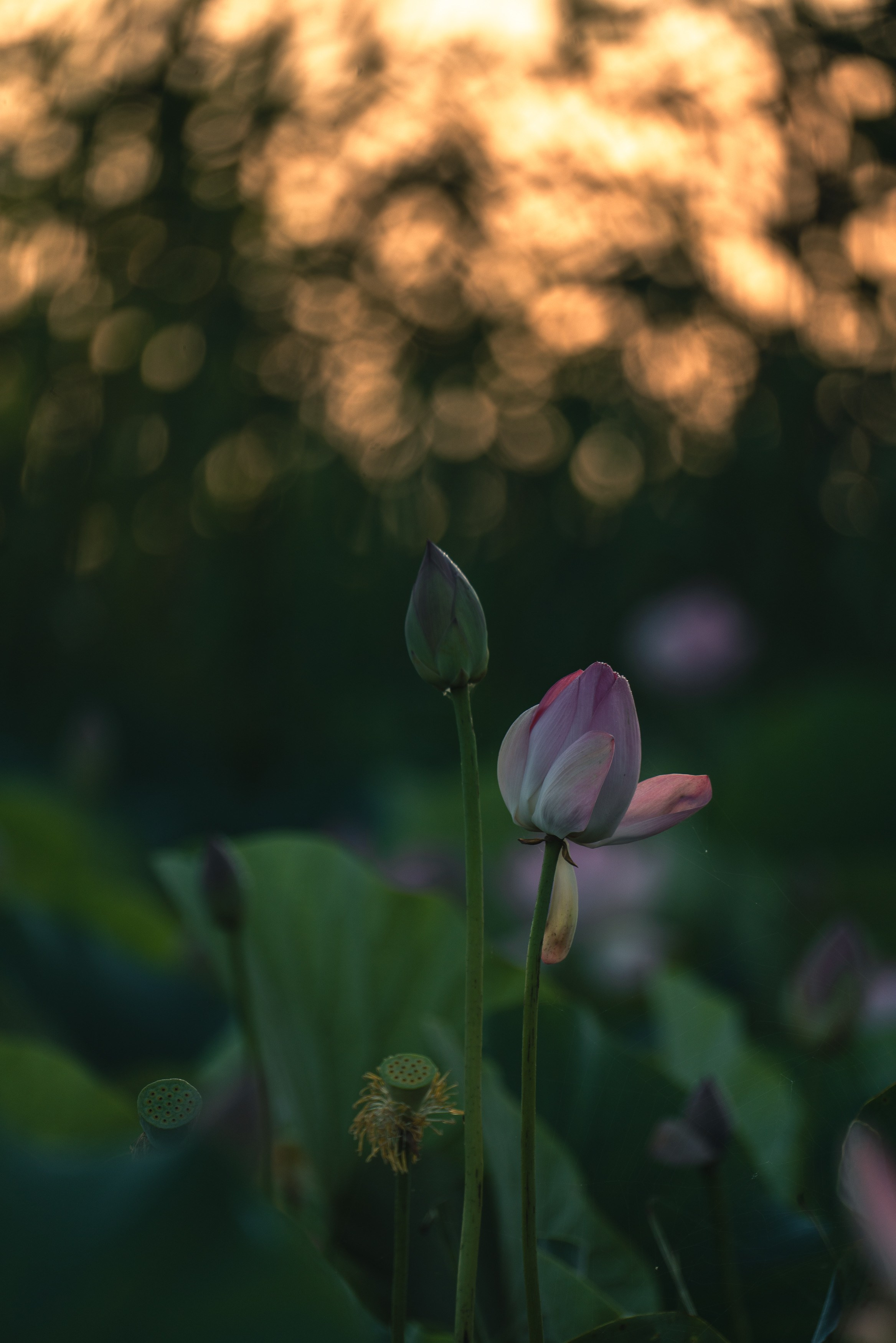 Барханы и лотосы. Июль–Август