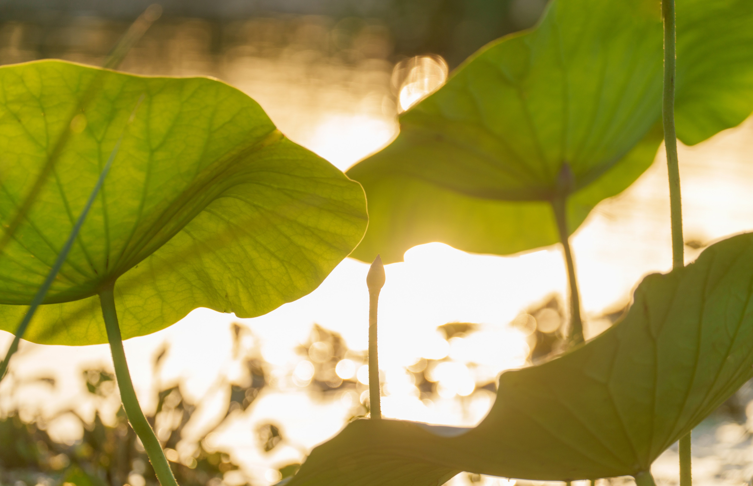 Барханы и лотосы. Июль–Август