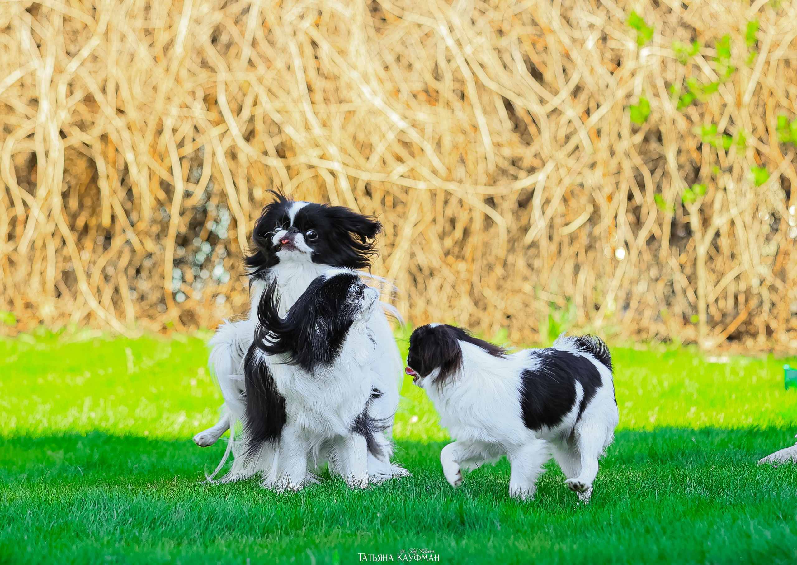 Японский хин, фотография японский хин, собака в цветах, красивая собака, фотограф анималист, фотокурс Анималистика, научиться фотографировать собак, фотограф Новосибирск