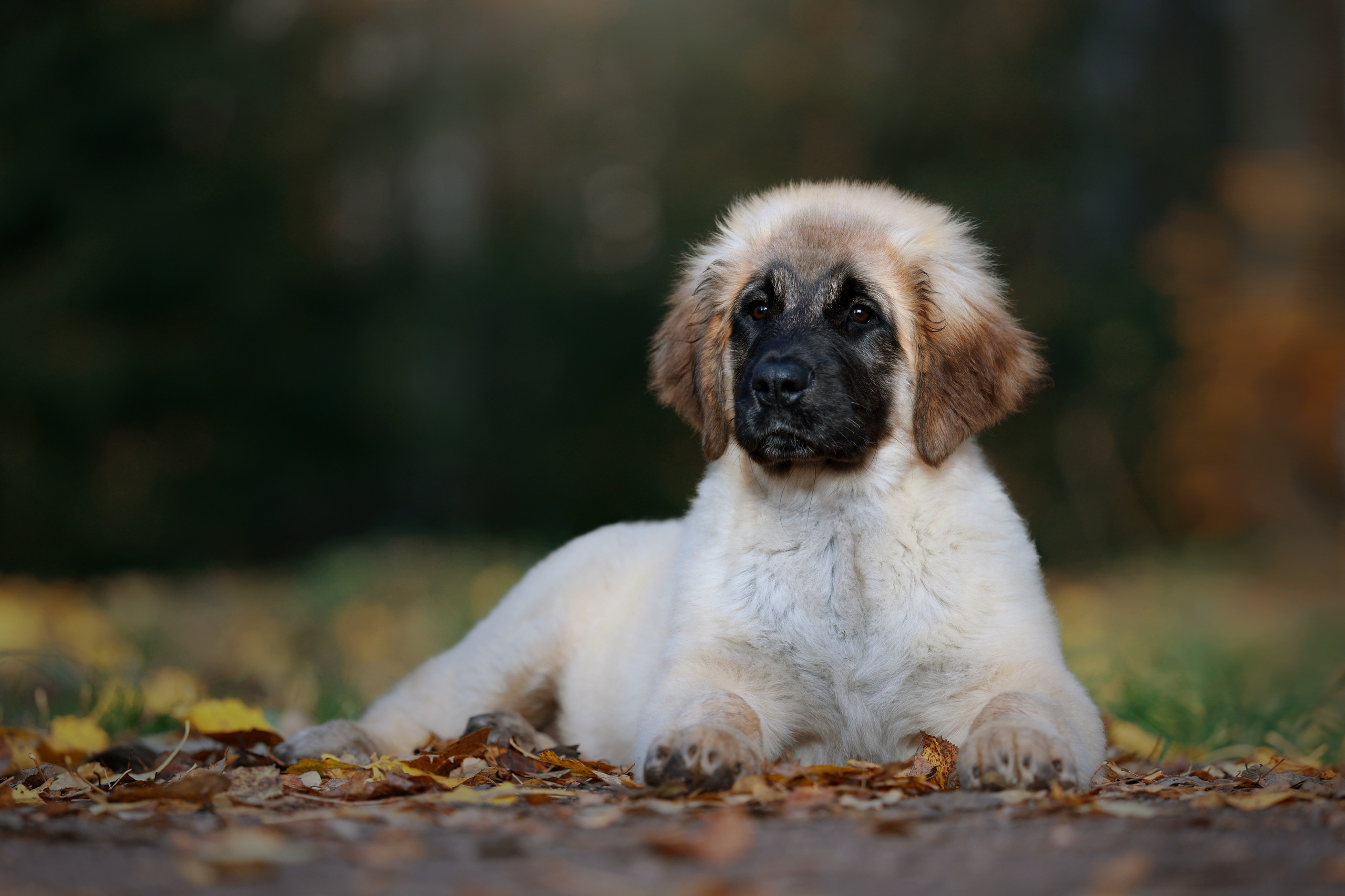 ФОТОСЪЕМКА ЩЕНКОВ НА ДОМУ. ФОТОГРАФ-АНИМАЛИСТ l LANA POLYAKOVA