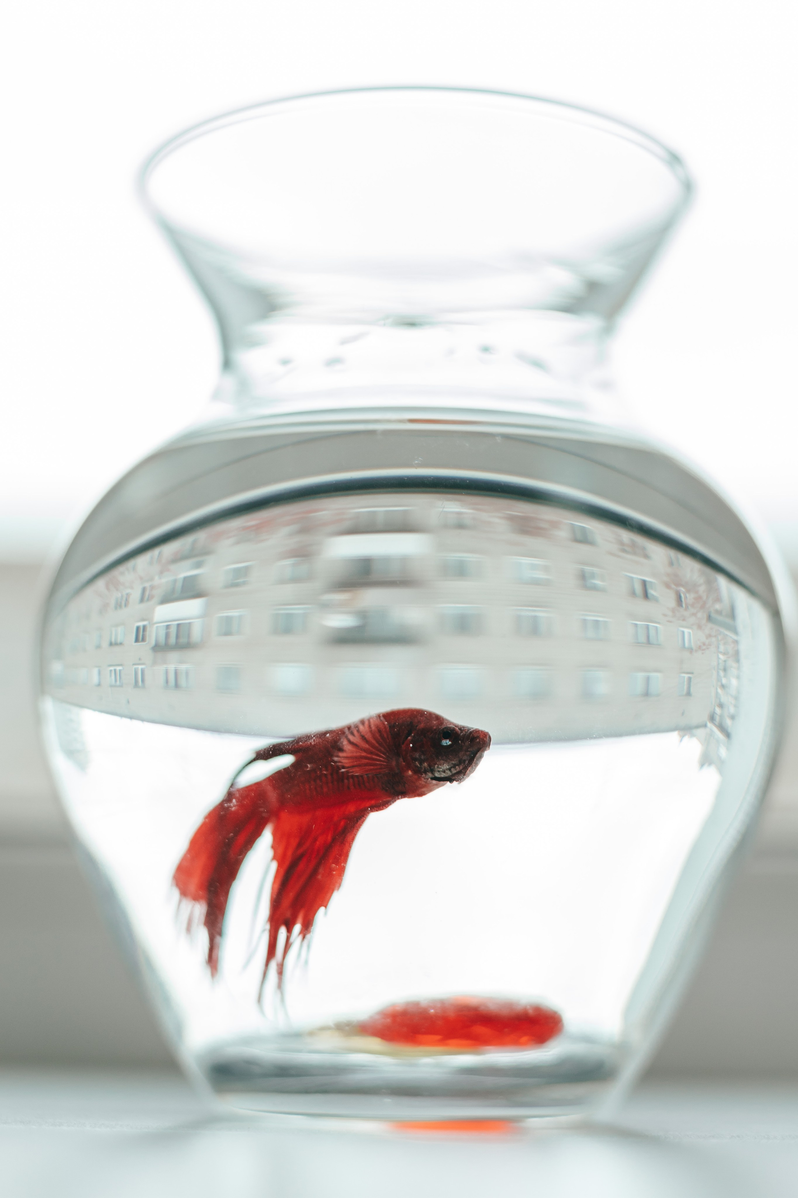 Рубинчик. Семейный и детский фотограф в г. Новосибирске Макеева Анастасия