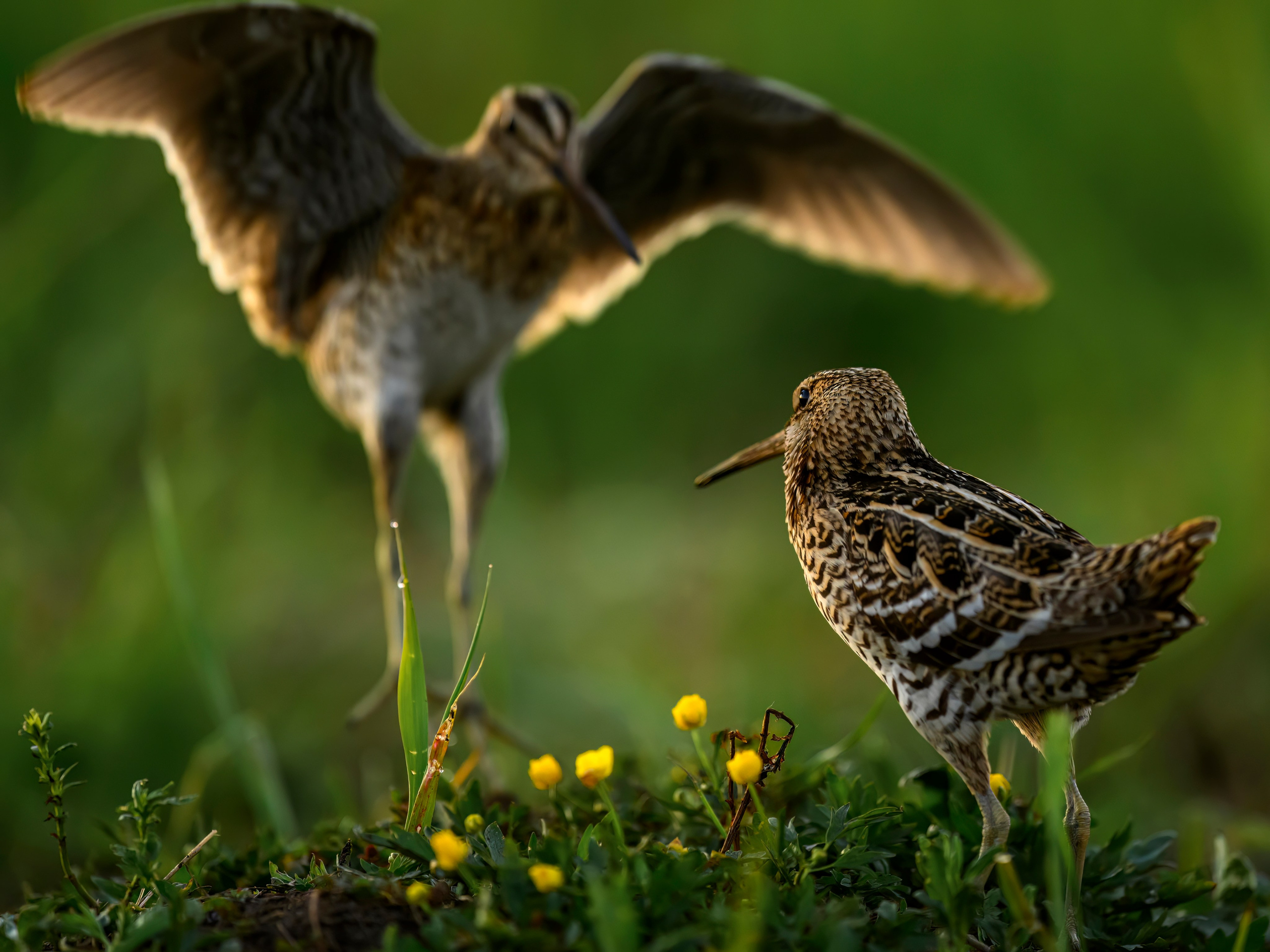 Дупелиный ток: настоящие гусары!. Фотограф Сергей Пупонин