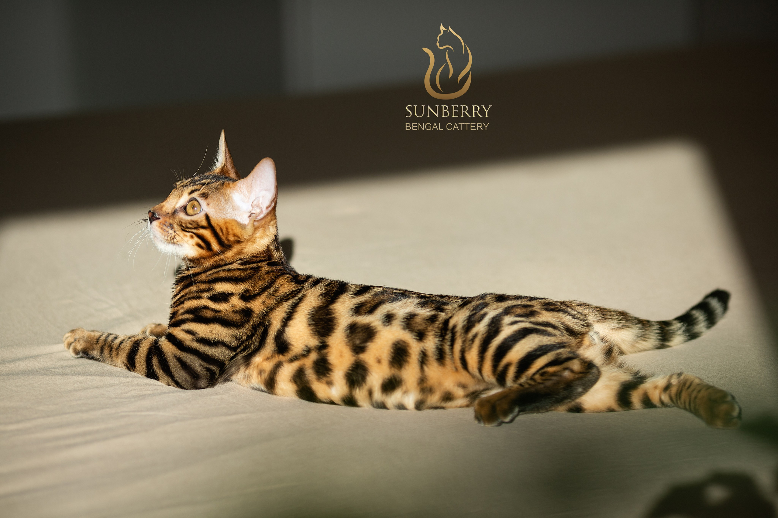 Питомник бенгальских кошек Минск | WCF Sunberry Bengal Cattery. Арт фотограф в Минске Анастасия Корбут
