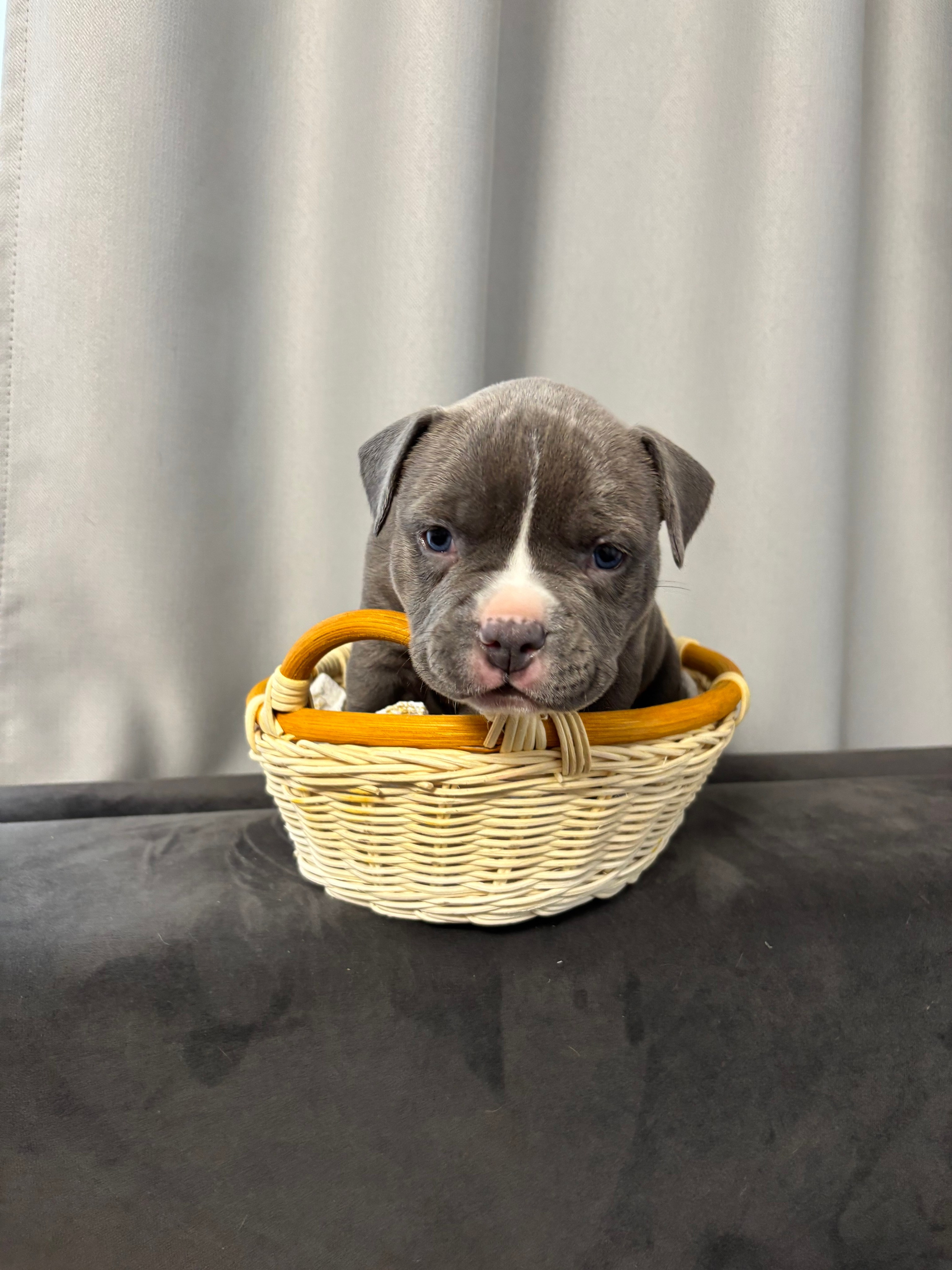 Помет Рич и Дося 04.02.25. Американский Булли в г. Ростов-на-Дону. Питомник THE POWER OF SIBERIA