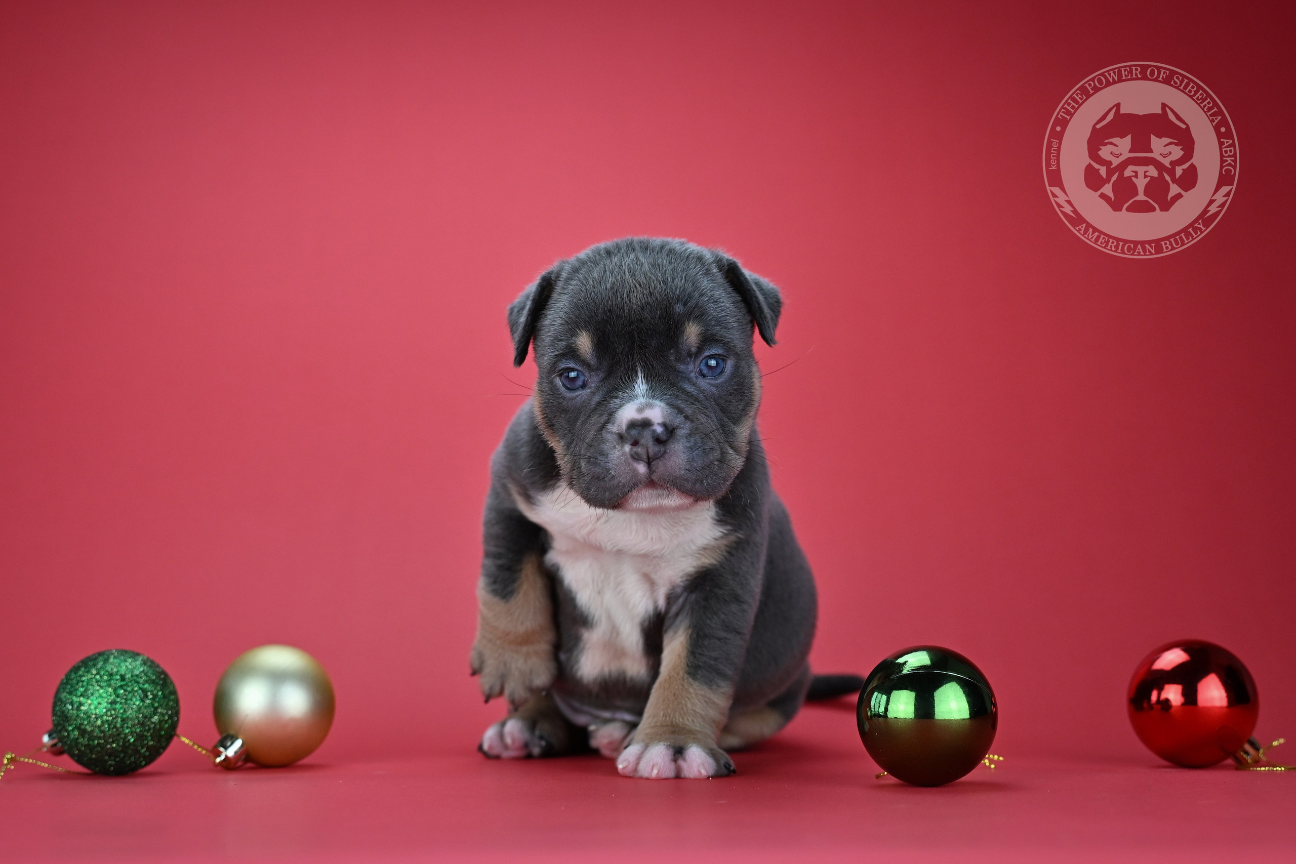 Все свободные щенки. Американский Булли в г. Ростов-на-Дону. Питомник THE POWER OF SIBERIA