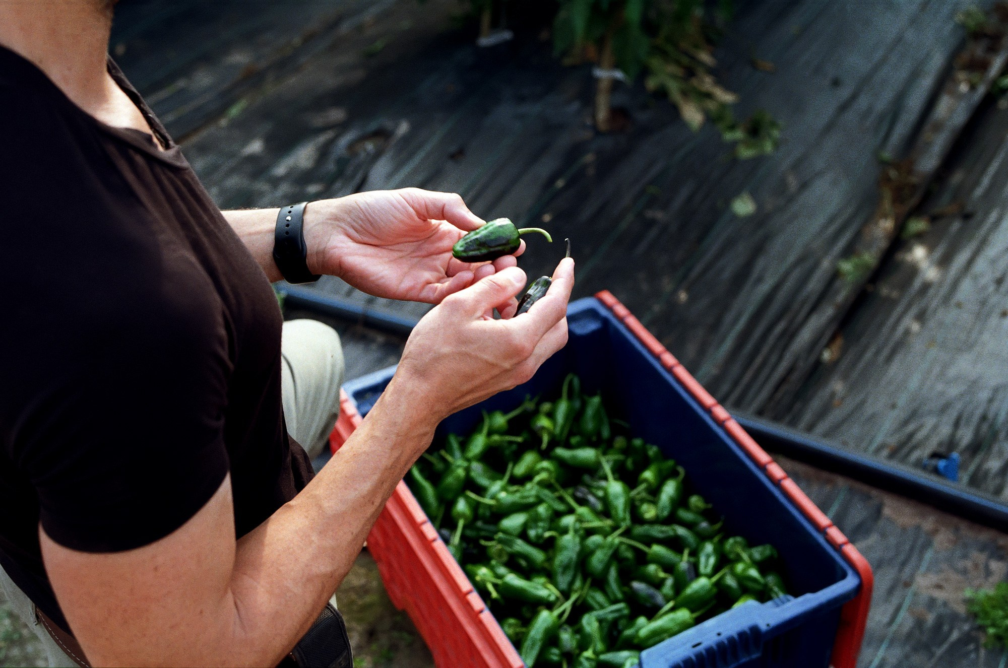 SuperFoodFarm. The history of the farm. Another person Pavel Potseluev. A photographer in 2025