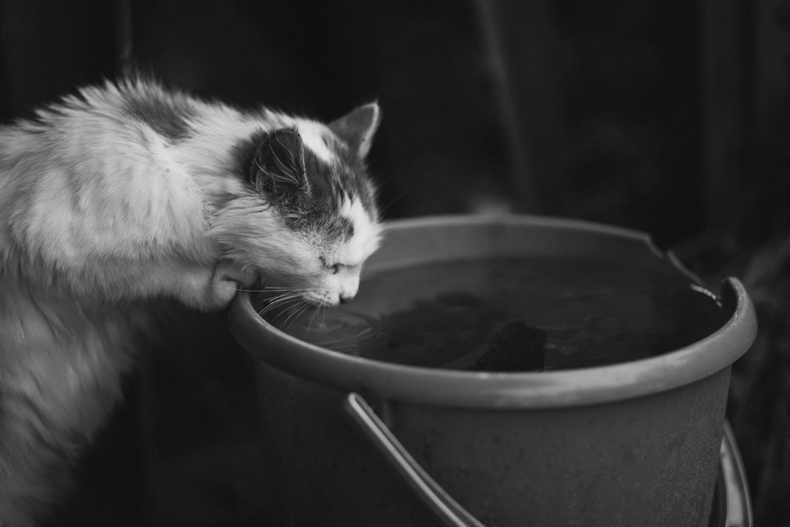 Улицы Люди на улицах Природа Животные — фотограф Оля Волчкова