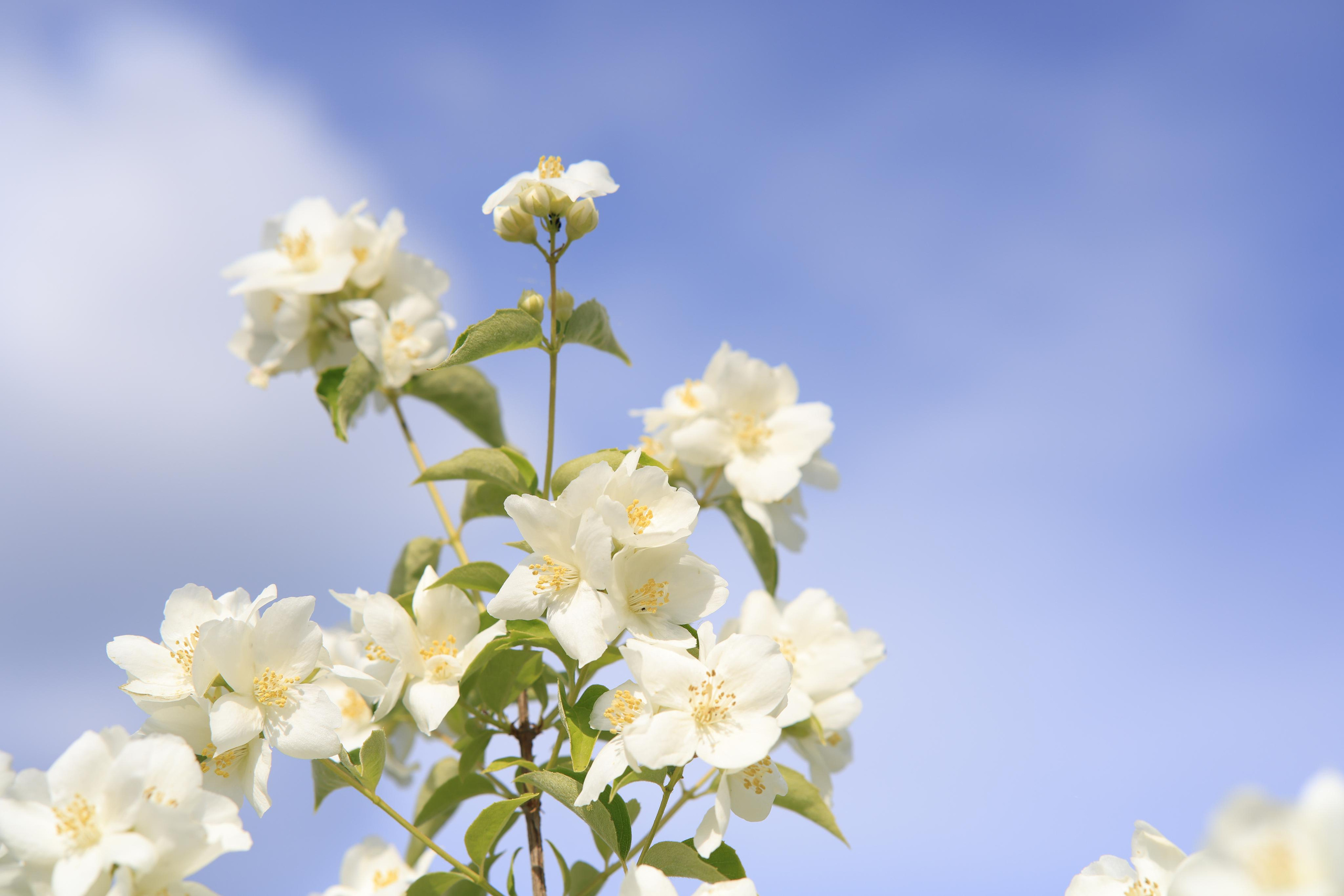 Фотохудожник BID