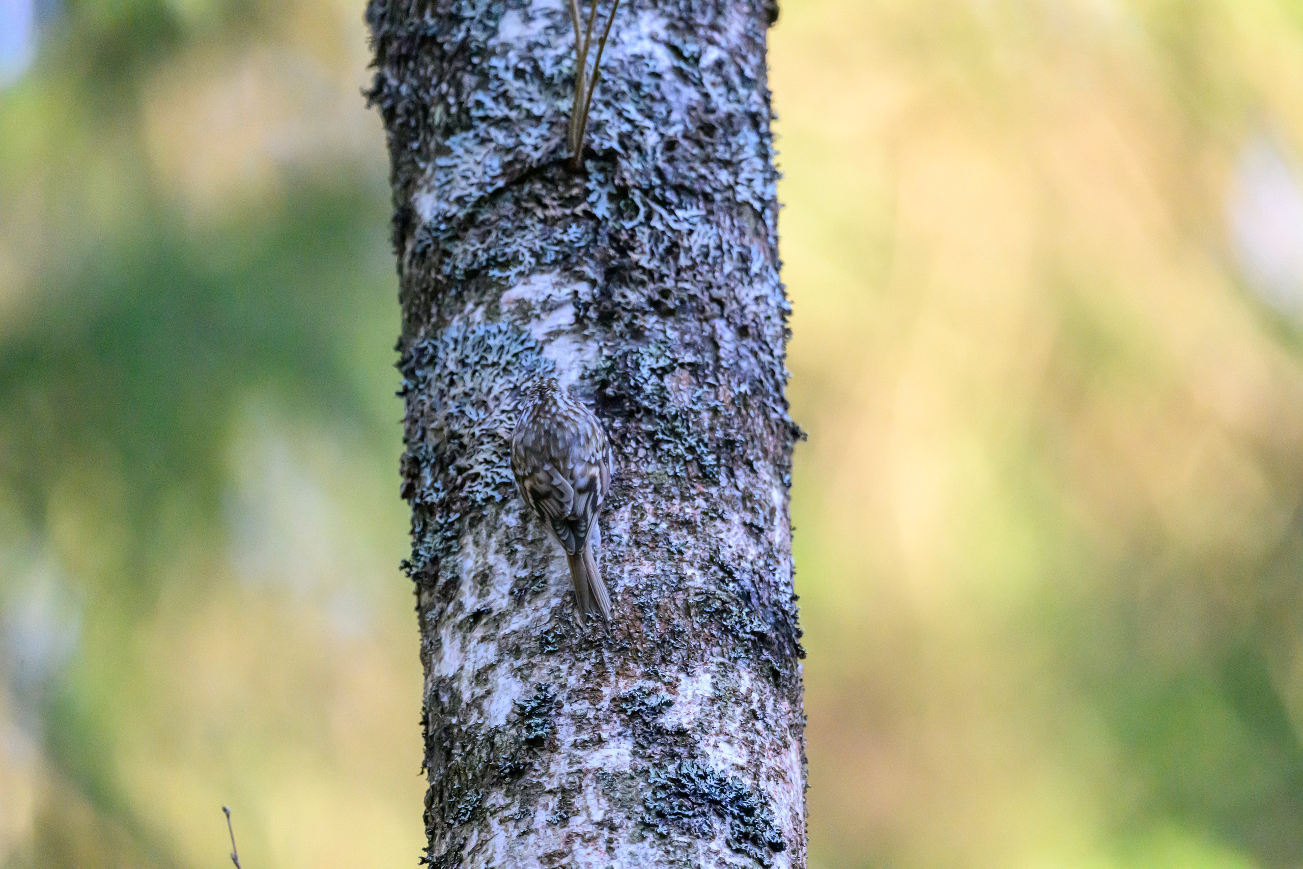 Тетерева, пищуха и лунь. Wildlife photography by Sergey Puponin