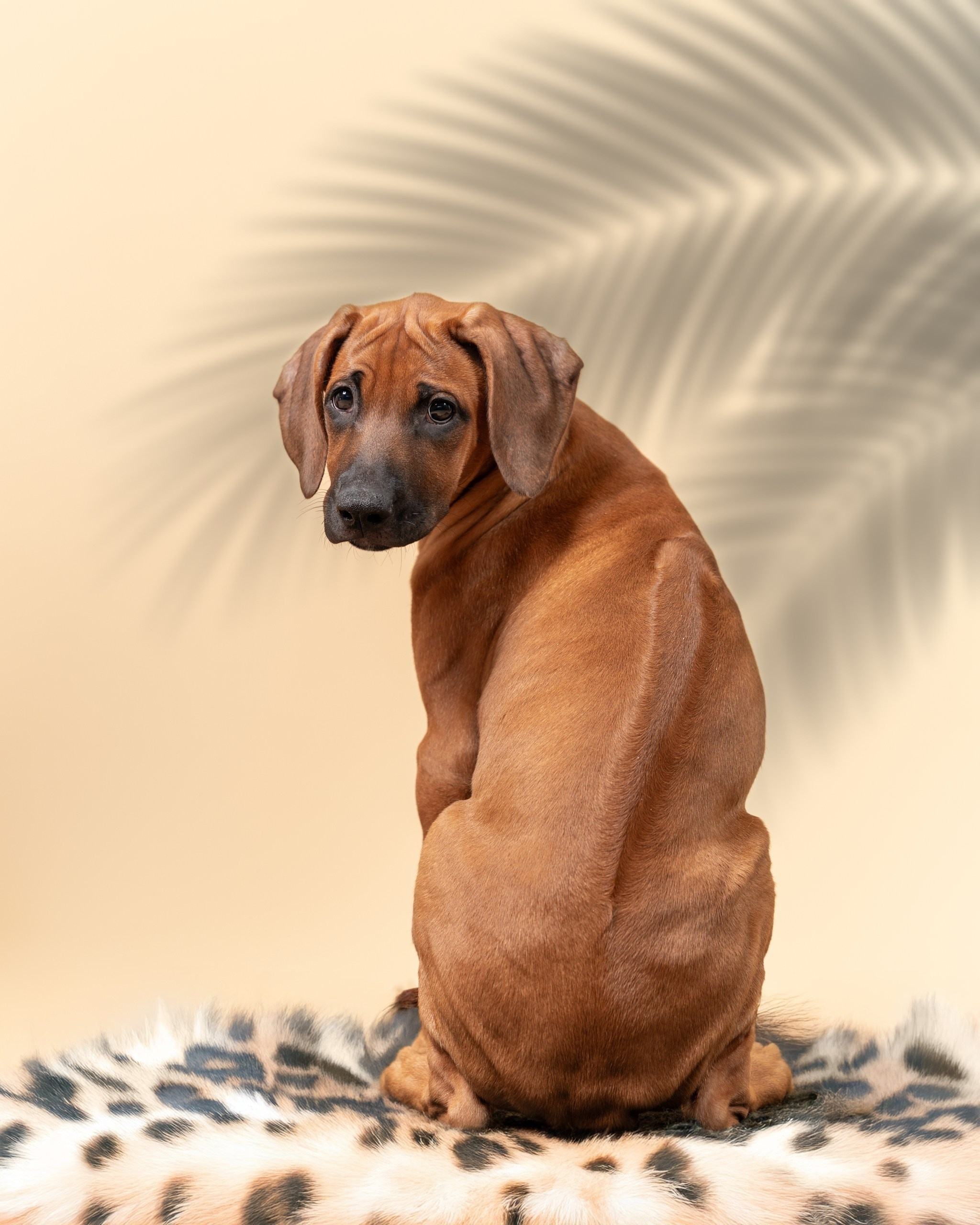 VIVA VERITAS Iz Doma Narayzi (1). Rhodesian Ridgebacks in St. Petersburg