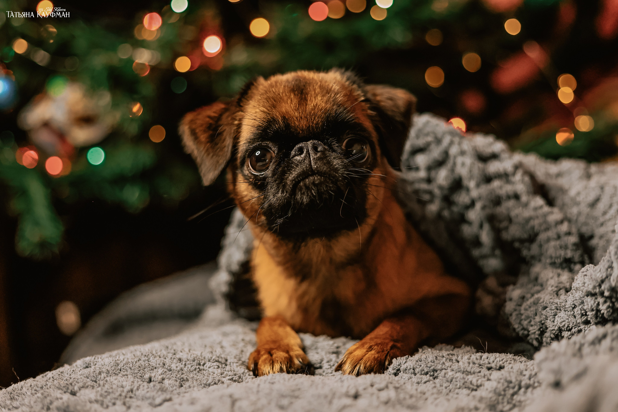 Малый брабансон, фотография брабансон, красивая собака, фотограф анималист, фотокурс Анималистика, научиться фотографировать собак, фотограф Новосибирск